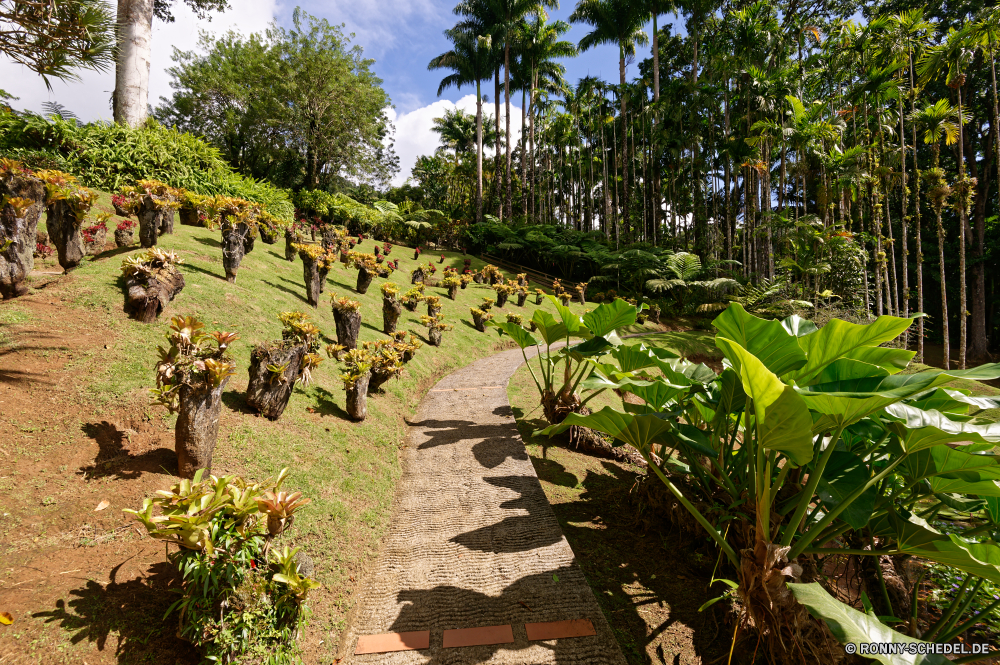 Martinique Baum woody plant vascular plant Pflanze Landschaft Garten Bäume Tropischer Sommer Reisen Himmel Wald Tourismus Park Landwirtschaft Gras Umgebung Strauch Entwicklung des ländlichen im freien Pfad Wasser Palm Pflanzen Urlaub Szene Dschungel im freien Feld Bauernhof sonnig Felder natürliche Insel Landschaft Szenerie Blume landschaftlich Banane Belaubung Strand Blatt Gebäude Berg üppige Land Sonne Hügel Obst friedliche Bewuchs wachsende Ziel Wolken Wein Tourist ruhige Fluss Weingut Blätter Blumen Rebe Frühling Tag Urlaub bunte außerhalb Landbau Gartenarbeit Brücke Struktur idyllische Ernte Entspannen Sie sich Kraut Wachstum Reis Plantage Traube Wanderweg Stein Gewächshaus Paradies Gemüse Straße Essen Flora Meer tree woody plant vascular plant plant landscape garden trees tropical summer travel sky forest tourism park agriculture grass environment shrub rural outdoor path water palm plants vacation scene jungle outdoors field farm sunny fields natural island countryside scenery flower scenic banana foliage beach leaf building mountain lush country sun hill fruit peaceful vegetation growing destination clouds wine tourist tranquil river vineyard leaves flowers vine spring day holiday colorful outside farming gardening bridge structure idyllic crop relax herb growth rice plantation grape trail stone greenhouse paradise vegetable road food flora sea