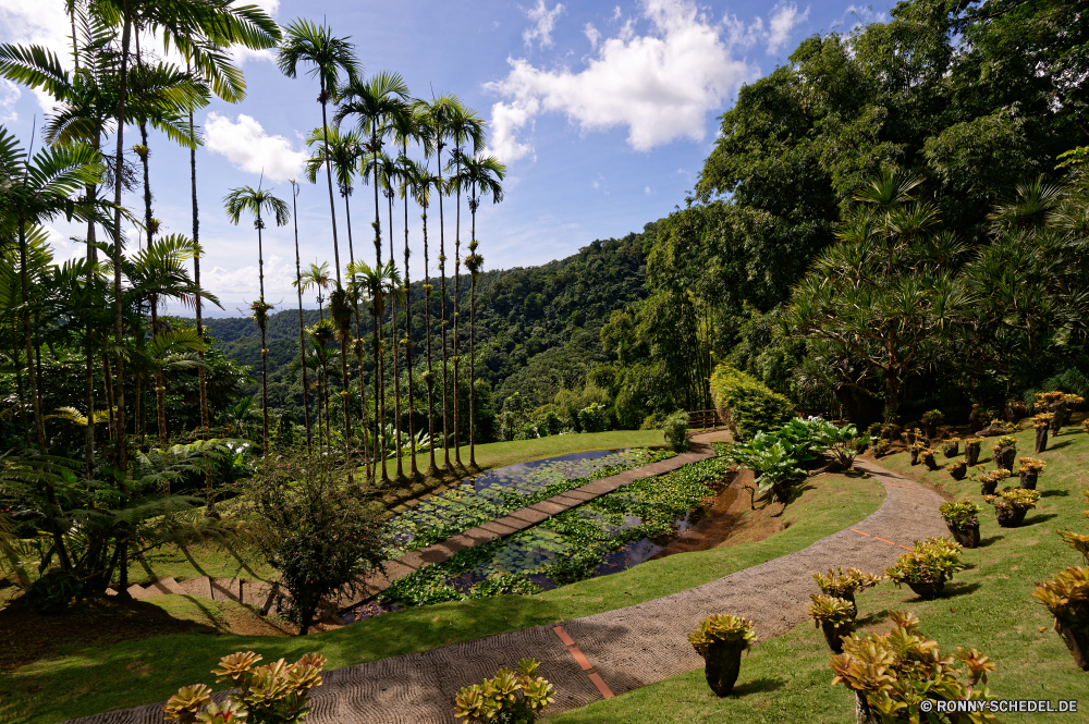 Martinique Baum woody plant Garten vascular plant Pflanze Landschaft Gras Bäume Himmel Sommer Park Wald Berg Landwirtschaft Entwicklung des ländlichen im freien im freien Pfad landschaftlich Feld Land Szenerie Fluss Landschaft Wasser Frühling friedliche Bauernhof Blätter Weingut natürliche Reisen Wein ruhige Straße Rebe Belaubung Traube Wiese Hügel Pflanzen Wolken Blume Weingut Umgebung wachsende Herbst Gartenarbeit Blumen außerhalb Berge Blatt Wachstum Sonne Landbau Szene gelassene Zaun sonnig Stein Obst fallen Zeilen Trauben Tal Hölzer Fels zu Fuß Fuß Rasen bunte frisch Gebäude Flora Farbe aquatische Tag Busch Saison Ornamental Tropischer Tourismus Tourist Wolke Felder Wandern Kraut idyllische wachsen See Ruhe Architektur tree woody plant garden vascular plant plant landscape grass trees sky summer park forest mountain agriculture rural outdoor outdoors path scenic field country scenery river countryside water spring peaceful farm leaves vineyard natural travel wine tranquil road vine foliage grape meadow hill plants clouds flower winery environment growing autumn gardening flowers outside mountains leaf growth sun farming scene serene fence sunny stone fruit fall rows grapes valley woods rock walk walking lawn colorful fresh building flora color aquatic day bush season ornamental tropical tourism tourist cloud fields hiking herb idyllic grow lake calm architecture