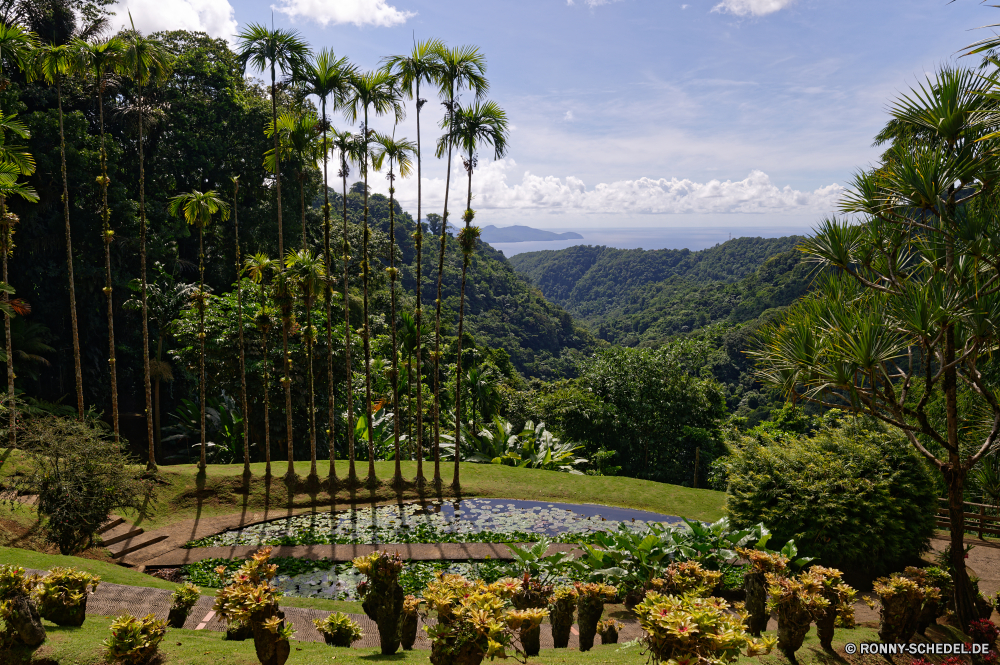 Martinique Baum vascular plant Pflanze woody plant Garten Landschaft Bäume Kraut Himmel Blume Gras Frühling Pflanzen Berg Sommer Entwicklung des ländlichen im freien Landwirtschaft Feld Landschaft Blumen Reisen Szenerie Park natürliche Saison landschaftlich Flora im freien Szene Wald Berge Hügel sonnig blühen Herbst Wachstum Land Blätter Strauch Wiese Gartenarbeit Pfad Blumen blühen See fallen Holz Bauernhof Tourismus Umgebung bunte Rasen Sonne gelb Wolke Blüte außerhalb Wolken Tag Weingut Farbe friedliche Wasser Straße Rebe Tal Panorama Blatt Gebäude ruhige Wanderweg Felder Landbau idyllische Wüste Belaubung Hügel Frühling Bewuchs Floral wachsende Organismus Stadt Wein Sonnenblume Zaun Tourist Horizont Urlaub Fluss tree vascular plant plant woody plant garden landscape trees herb sky flower grass spring plants mountain summer rural outdoor agriculture field countryside flowers travel scenery park natural season scenic flora outdoors scene forest mountains hill sunny blooming autumn growth country leaves shrub meadow gardening path blossom lake fall wood farm tourism environment colorful lawn sun yellow cloud bloom outside clouds day vineyard color peaceful water road vine valley panorama leaf building tranquil trail fields farming idyllic desert foliage hills springtime vegetation floral growing organism city wine sunflower fence tourist horizon holiday river