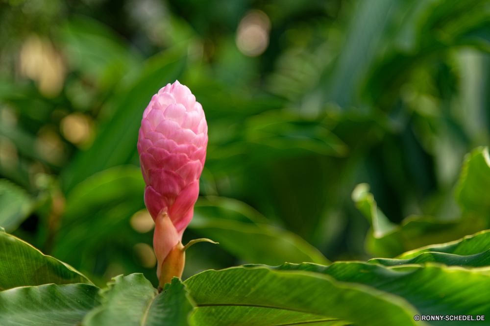 Martinique flamingo flower Zimmerpflanze Pflanze Blume Tulpe Frühling Tulpen Blütenblatt Garten Blumen blühen Floral Rosa Blumenstrauß Flora Blumen Organismus Blatt Blüte Schließen Sommer bunte Liebe frisch Valentin Feld Bund fürs Leben Farbe blühen Knospe Tag lila Geschenk Vorbau stieg der Florist Blütenblätter natürliche Holländisch hell wachsen saisonale Blätter Park gelb Saison Feier Mai Stiel frische Luft Romantik Orange closeup Ostern vascular plant Wachstum Anordnung lebendige ziemlich im freien Felder Botanischer Urlaub Botanik Pflanzen Kraut im freien Sonnenlicht Farben Dekoration zarte Gartenarbeit Belaubung viele weiche Sonne Mütter Rosen Jahrestag drei Landschaft lebendige Geburtstag Essen Gruppe Gemüse Gras Leben flamingo flower houseplant plant flower tulip spring tulips petal garden blossom floral pink bouquet flora flowers organism leaf bloom close summer colorful love fresh valentine field bunch color blooming bud day purple gift stem rose florist petals natural dutch bright grow seasonal leaves park yellow season celebration may stalk freshness romance orange closeup easter vascular plant growth arrangement vibrant pretty outdoor fields botanical holiday botany plants herb outdoors sunlight colors decoration delicate gardening foliage many soft sun mothers roses anniversary three landscape vivid birthday food group vegetable grass life