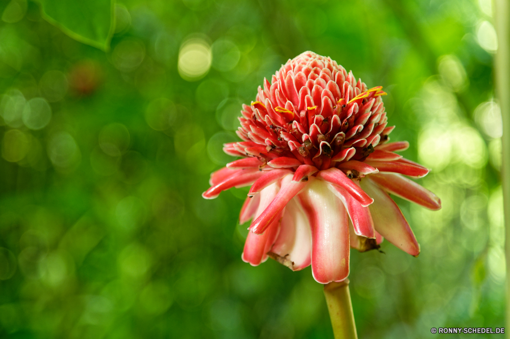 Martinique Strauch woody plant vascular plant Blume Pflanze Blumen blühen Blüte Blütenblatt Flora Floral Garten Botanik Blumen Frühling Schließen Gänseblümchen Rosa Blütenblätter Sommer bunte Botanischer closeup blühen hell Detail Farbe frisch Gartenarbeit Vorbau gelb lila Blatt natürliche Pflanzen Kopf Blumenstrauß Saison Wachstum einzelne Orange ziemlich Knospe saisonale Blütenstaub Geschenk frische Luft lebendige Blätter Baum Leben Chrysantheme Florist Dekoration Liebe Bund fürs Leben eine Wasser Blüten Blüte Botanische Teich zarte wachsende Informationen Feld Umgebung Valentin shrub woody plant vascular plant flower plant blossom bloom petal flora floral garden botany flowers spring close daisy pink petals summer colorful botanical closeup blooming bright detail color fresh gardening stem yellow purple leaf natural plants head bouquet season growth single orange pretty bud seasonal pollen gift freshness vibrant leaves tree life chrysanthemum florist decoration love bunch one water blossoms flowering botanic pond delicate growing details field environment valentine