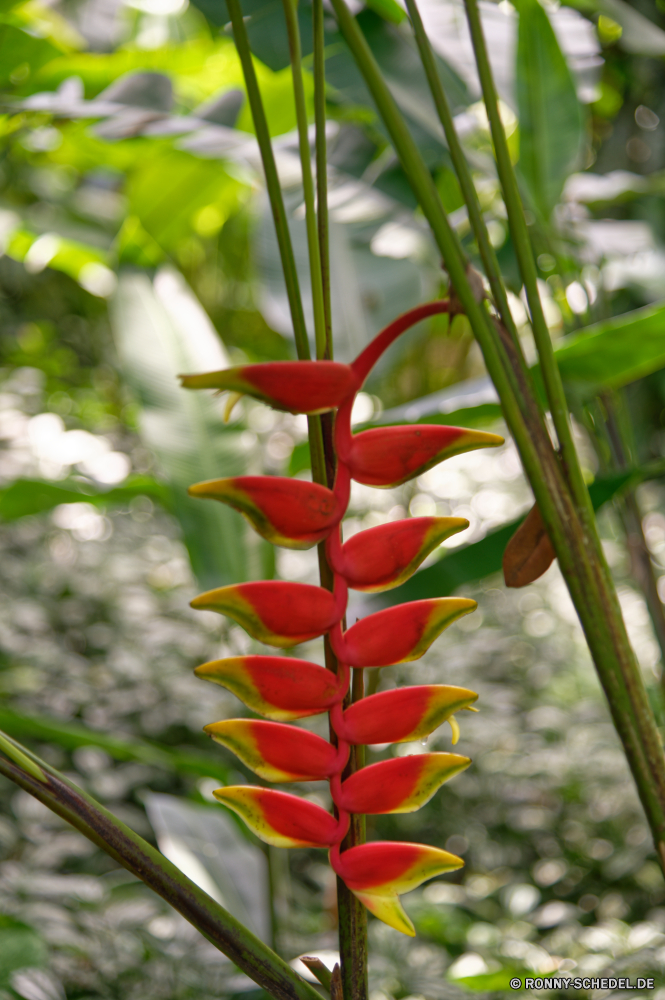 Martinique woody plant vascular plant Baum Pflanze Blume glory pea Strauch Blumen blühen Frühling Blüte Garten Blütenblatt Floral Tulpe Blumen Blatt Tulpen Farbe Flora Schließen Saison frisch bunte gelb Blumenstrauß coral tree Dekoration Vorbau Kraut Geschenk blühen saisonale Rosa frische Luft Knospe Sommer closeup Liebe Botanischer hell Feier natürliche Valentin Blütenblätter Gartenarbeit Pfeffer Botanik Feld Bund fürs Leben Orange Blätter Tropischer Gemüse Essen Romantik Farben Wachstum lebendige Tag Urlaub Pflanzen Chili Park vorhanden Wiese Ingwer Detail poker plant Paprika Raum Ostern Muster Wasser Gras Landwirtschaft Himmel woody plant vascular plant tree plant flower glory pea shrub blossom spring bloom garden petal floral tulip flowers leaf tulips color flora close season fresh colorful yellow bouquet coral tree decoration stem herb gift blooming seasonal pink freshness bud summer closeup love botanical bright celebration natural valentine petals gardening pepper botany field bunch orange leaves tropical vegetable food romance colors growth vibrant day holiday plants chili park present meadow ginger detail poker plant peppers space easter pattern water grass agriculture sky