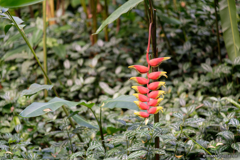 Martinique poker plant vascular plant Pflanze Kraut woody plant Baum Blume Frühling Garten Blumen blühen Blüte Blumen Strauch Flora Floral Blütenblatt Sommer Rosa Feld Tulpen Schließen Saison Tulpe Farbe blühen bunte wachsen Pflanzen Blatt natürliche im freien frisch Wachstum saisonale Blätter hell gelb Detail Botanischer Park Vorbau Gartenarbeit Orange closeup Branch Knospe Botanik lila Kaktus Botanische Holländisch Himmel Gras Liebe frische Luft Frühling Wild Blumenstrauß dekorative Landschaft Wiese lebendige Tag Wald Lupine stieg der Bund fürs Leben Belaubung coral tree Hintergründe Sonne Dekoration Bauernhof mescal bean Farben Leben poker plant vascular plant plant herb woody plant tree flower spring garden blossom bloom flowers shrub flora floral petal summer pink field tulips close season tulip color blooming colorful grow plants leaf natural outdoor fresh growth seasonal leaves bright yellow detail botanical park stem gardening orange closeup branch bud botany purple cactus botanic dutch sky grass love freshness springtime wild bouquet decorative landscape meadow vibrant day forest lupine rose bunch foliage coral tree backgrounds sun decoration farm mescal bean colors life