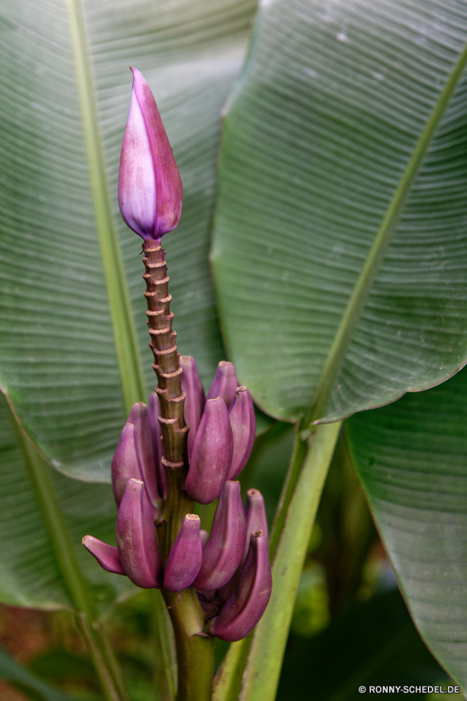 Martinique Pflanze Banane Blume vascular plant Tulpe Frühling Tulpen Flora Garten Baum Blumen Kraut woody plant Blütenblatt Blumen blühen Floral Rosa Blumenstrauß Blüte Blatt Schließen Valentin Farbe bunte Knospe Liebe Sommer lila Feld Bund fürs Leben Vorbau saisonale natürliche hell Anordnung blühen Feier Farben Botanik Saison ziemlich frisch Blütenblätter closeup wachsen Geschenk Florist Holländisch Romantik Park Botanischer Pflanzen Orange Ostern lebendige Tag Stiel Felder gelb zarte Urlaub Glühbirnen Frühling Wachstum Landschaft Organismus im freien romantische Gärten Jahreszeiten Gartenarbeit Belaubung exotische vorhanden Drop Licht Blätter Birne Tropischer Gruppe plant banana flower vascular plant tulip spring tulips flora garden tree flowers herb woody plant petal blossom floral pink bouquet bloom leaf close valentine color colorful bud love summer purple field bunch stem seasonal natural bright arrangement blooming celebration colors botany season pretty fresh petals closeup grow gift florist dutch romance park botanical plants orange easter vibrant day stalk fields yellow delicate holiday bulbs springtime growth landscape organism outdoor romantic gardens seasons gardening foliage exotic present drop light leaves bulb tropical group