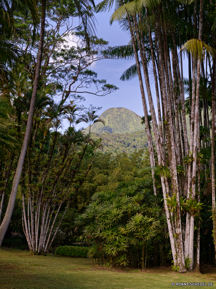 Martinique Baum woody plant vascular plant Landschaft Kokosnuss Pflanze Wald Tropischer Himmel Bäume Palm Dschungel im freien Reisen Sommer Yucca Gras Park Umgebung Strauch natürliche Wasser sonnig landschaftlich Belaubung Insel Strand im freien Land Urlaub üppige Klima Blatt außerhalb Tag Bewuchs Land Entwicklung des ländlichen Blätter Paradies Sand Urlaub Szene Sonne Szenerie exotische Saison Feld cabbage tree Tourismus Herbst Meer Wolken See Garten Landschaft Bauernhof Tropen Busch Frühling Bambus friedliche Sumpf Flora Neu Wachstum Landwirtschaft Wild Wolke Hölzer Gebäude niemand Entspannen Sie sich Farbe ruhige Küste Wiese Fluss dichten Feuchtgebiet Regen idyllische Sonnenschein Stadt wachsen Ruhe Frieden Branch Wildnis Sonnenlicht Stein Leben tree woody plant vascular plant landscape coconut plant forest tropical sky trees palm jungle outdoor travel summer yucca grass park environment shrub natural water sunny scenic foliage island beach outdoors country vacation lush climate leaf outside day vegetation land rural leaves paradise sand holiday scene sun scenery exotic season field cabbage tree tourism autumn sea clouds lake garden countryside farm tropics bush spring bamboo peaceful swamp flora new growth agriculture wild cloud woods building nobody relax color tranquil coast meadow river dense wetland rain idyllic sunshine city grow calm peace branch wilderness sunlight stone life