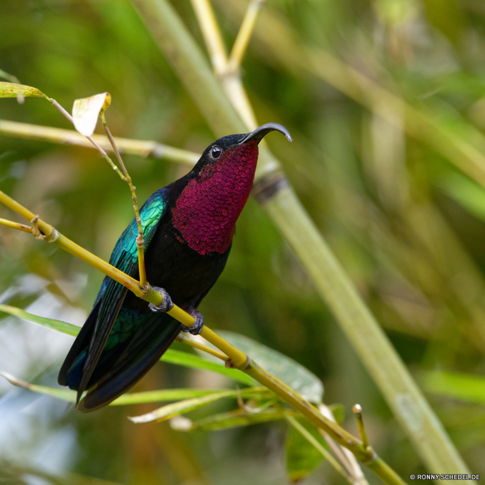 Martinique Vogel Wildtiere Schnabel Tier Kolibri Wild Feder Papagei Flügel Branch Tropischer bunte Baum Vögel Zoo gelb Federn Kopf Auge Farbe Tierwelt Vogelgrippe Schließen Wald Orange Ara exotische Gefieder Park Ornithologie Rechnung sitzen Dschungel hell Flügel Barsch closeup natürliche Tiere schwarz Leben im freien Multi Regenbogen fliegen Garten niedlich Haustier Papageien Sittich Schwanz fliegen Porträt Tukan Farben hocken lebendige Frühling gerade Haustiere Wildnis bird wildlife beak animal hummingbird wild feather parrot wing branch tropical colorful tree birds zoo yellow feathers head eye color fauna avian close forest orange macaw exotic plumage park ornithology bill sitting jungle bright wings perch closeup natural animals black life outdoors multi rainbow fly garden cute pet parrots parakeet tail flying portrait toucan colors perching vibrant spring watching pets wilderness