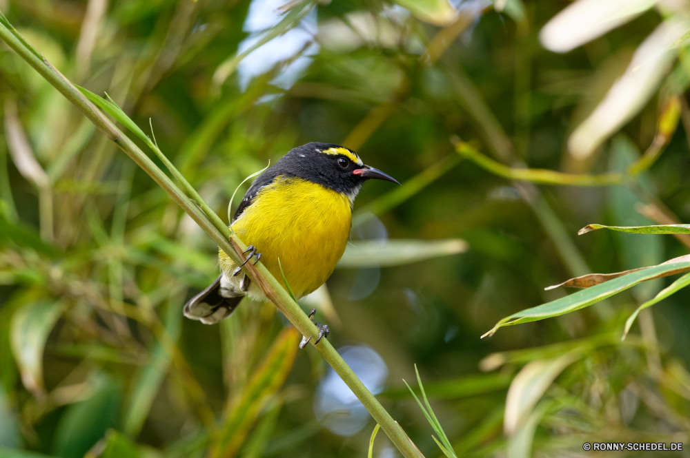 Martinique Stieglitz Finken Vogel Wildtiere Schnabel Feder Wild Flügel Federn Branch Baum schwarz Auge gelb Frühling Vögel Garten im freien niedlich sitzen Schwanz Kopf Tiere Wald Ornithologie Tierwelt Flügel Vogelgrippe Park fliegen Sperling Schließen closeup Leben Gefieder Braun Saison Schnee wenig Farbe Porträt TIT Essen Winter natürliche Umgebung Barsch hungrige Waldsänger groß Rechnung Essen Orange geflügelte bunte Gleichgewicht Holz einzelne Singvogel Zweig Tropischer ruhelosigkeit Mund frei eine Freiheit exotische Detail auf der Suche hell goldfinch finch bird wildlife beak feather wild wing feathers branch tree black eye yellow spring birds garden outdoors cute sitting tail head animals forest ornithology fauna wings avian park fly sparrow close closeup life plumage brown season snow little color portrait tit food winter natural environment perch hungry warbler great bill eating orange winged colorful balance wood single songbird twig tropical resting mouth free one freedom exotic detail looking bright