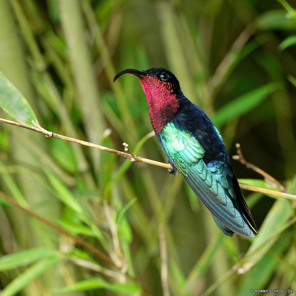 Martinique Kolibri Vogel Wildtiere Tier Wild Schnabel Feder fliegen Garten Vögel bunte Tierwelt Flügel Federn Blatt Baum Schließen Papagei Branch Pflanze Wald closeup Farbe Insekt Auge Blume gelb fliegen Tiere Frühling Park Umgebung Flügel hell im freien Gras Vogelgrippe Tropischer natürliche Leben Sommer Flora Blätter Rechnung Orange Kopf Kraut Ornithologie Blumen schwarz Saison sitzen Wildnis Wasser exotische Detail niedlich Wiese hummingbird bird wildlife animal wild beak feather fly garden birds colorful fauna wing feathers leaf tree close parrot branch plant forest closeup color insect eye flower yellow flying animals spring park environment wings bright outdoors grass avian tropical natural life summer flora leaves bill orange head herb ornithology flowers black season sitting wilderness water exotic detail cute meadow