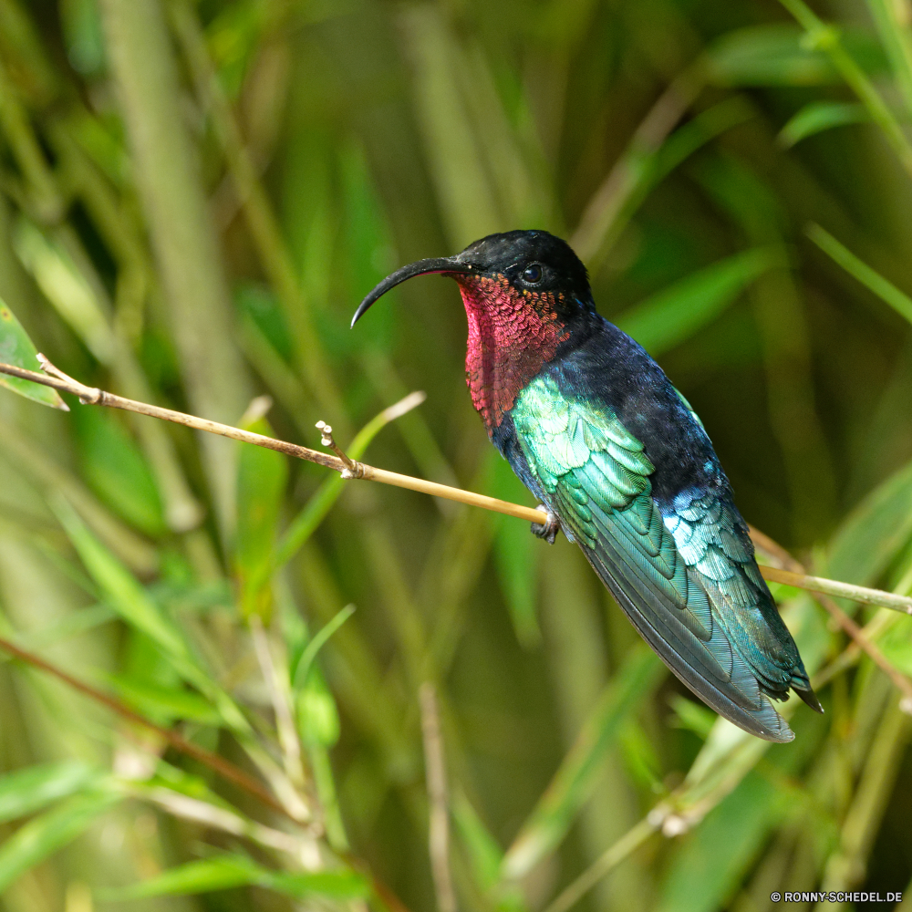 Martinique Kolibri Vogel Wildtiere Tier Wild Garten fliegen Insekt Schnabel Blume Pflanze Vögel Gras Farbe bunte Feder Flügel Blatt Tierwelt Schließen Frühling fliegen im freien Tiere Baum Branch Kraut Federn Umgebung Wald natürliche Tropischer Blumen blühen Auge Park Flügel Sommer Blüte hell gelb Fehler closeup Flamme Wasser Wiese Braun Wildnis im freien Vogelgrippe Leben Saison sitzen Orange Rosa Flora hummingbird bird wildlife animal wild garden fly insect beak flower plant birds grass color colorful feather wing leaf fauna close spring flying outdoors animals tree branch herb feathers environment forest natural tropical blossom eye park wings summer bloom bright yellow bug closeup flame water meadow brown wilderness outdoor avian life season sitting orange pink flora