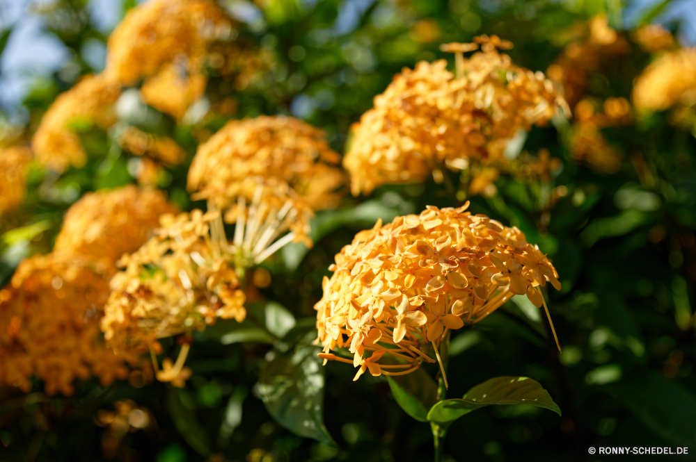 Martinique vascular plant Pflanze woody plant Baum Kraut Essen Strauch Obst gelb gesund Blatt Schließen Blätter frisch köstliche lecker Branch Abendessen natürliche Mahlzeit Orange Blume Feinschmecker closeup Ernährung goldenseal Küche Herbst Gemüse Restaurant reif Ernährung Farbe Blumen süß Reis Fleisch Dekoration Sommer Esche Akazie saisonale Detail Bund fürs Leben Snack Platte Blumen blühen Saison Flora Essen Garten hell Ananas Organismus Hahnenkamm Gewürz Beeren Busch Mittagessen nahrhafte Golden Vitamin Essen Bio traditionelle Gemüse Kochen Huhn Floral Blüte Salat Braun Roh Frühling Cluster Wald Blumenstrauß Samen Tropischer Gesundheit Soße Schüssel Blütenblatt Geschmack Gericht bunte zu produzieren Mais Popcorn vascular plant plant woody plant tree herb food shrub fruit yellow healthy leaf close leaves fresh delicious tasty branch dinner natural meal orange flower gourmet closeup nutrition goldenseal cuisine autumn vegetable restaurant ripe diet color flowers sweet rice meat decoration summer ash acacia seasonal detail bunch snack plate blossom season flora eat garden bright pineapple organism cockscomb spice berries bush lunch nutritious golden vitamin eating organic traditional vegetables cooking chicken floral bloom salad brown raw spring cluster forest bouquet seeds tropical health sauce bowl petal taste dish colorful produce corn popcorn