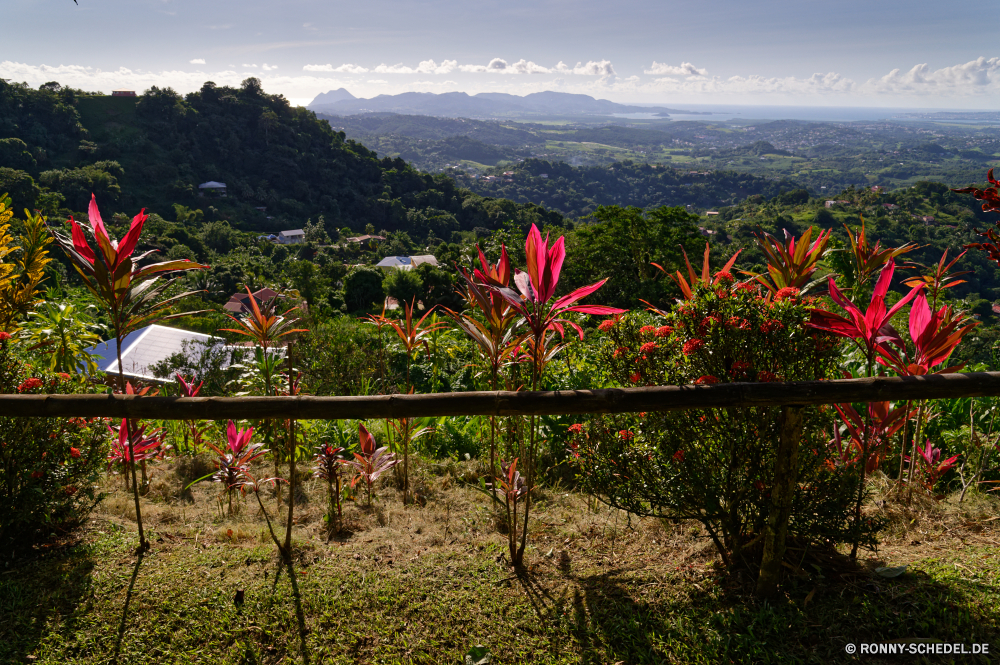 Martinique woody plant vascular plant Baum Sumach Strauch Pflanze Landschaft Himmel Blume Sommer Kraut Blumen Feld Gras Wiese Frühling bottle-tree Park natürliche Blatt coral tree Wolken Wald im freien Entwicklung des ländlichen Farbe Landschaft Reisen Bäume Blüte sonnig im freien Flora Saison gelb Herbst Tag Berg idyllische Sonne Blumen blühen Branch Szenerie Garten Land Wild Mohn Floral Horizont Szene bunte fallen Umgebung Wolke Tourismus Blätter blühen hell Blütenblätter Holz Berge Belaubung friedliche am Morgen Känguruhblume Sonnenlicht Wachstum landschaftlich saisonale Felder Reiner außerhalb bewölkt Hügel Blütenblatt nationalen frisch Urlaub Bauernhof Fluss woody plant vascular plant tree sumac shrub plant landscape sky flower summer herb flowers field grass meadow spring bottle-tree park natural leaf coral tree clouds forest outdoor rural color countryside travel trees bloom sunny outdoors flora season yellow autumn day mountain idyllic sun blossom branch scenery garden country wild poppy floral horizon scene colorful fall environment cloud tourism leaves blooming bright petals wood mountains foliage peaceful morning kangaroo paw sunlight growth scenic seasonal fields plain outside cloudy hill petal national fresh holiday farm river