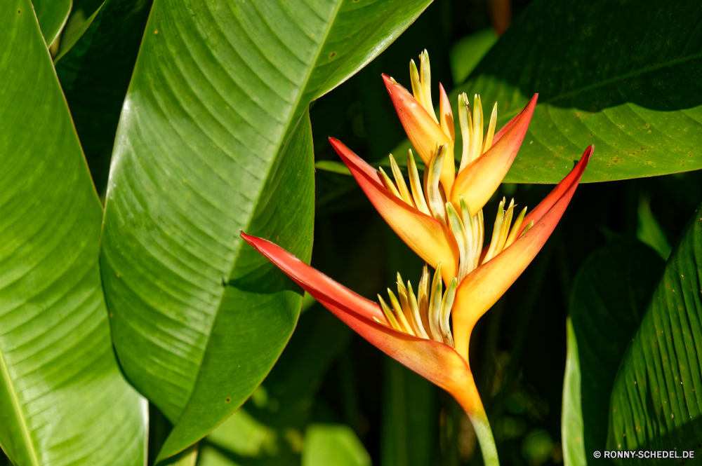 Martinique Pflanze vascular plant woody plant glory pea Strauch Blume Baum Blatt Frühling Banane Kraut Flora Garten Schließen Blumen blühen Sommer Blüte Botanik Floral bunte Blumen frisch Tropischer Farbe natürliche hell closeup Gartenarbeit Blütenblatt Pflanzen Tulpe gelb Wachstum Blumenstrauß Botanischer Detail Tulpen blühen Blätter exotische Gras frische Luft Umgebung Belaubung Feld im freien lebendige wachsen Leben Muster Orange Wasser Knospe Wald Tag Park saisonale Licht Paradies lebendige Vorbau Organismus Lilie Sonne ziemlich Textur Blütenblätter im freien Drop Sonnenlicht Landwirtschaft plant vascular plant woody plant glory pea shrub flower tree leaf spring banana herb flora garden close blossom summer bloom botany floral colorful flowers fresh tropical color natural bright closeup gardening petal plants tulip yellow growth bouquet botanical detail tulips blooming leaves exotic grass freshness environment foliage field outdoor vibrant grow life pattern orange water bud forest day park seasonal light paradise vivid stem organism lily sun pretty texture petals outdoors drop sunlight agriculture