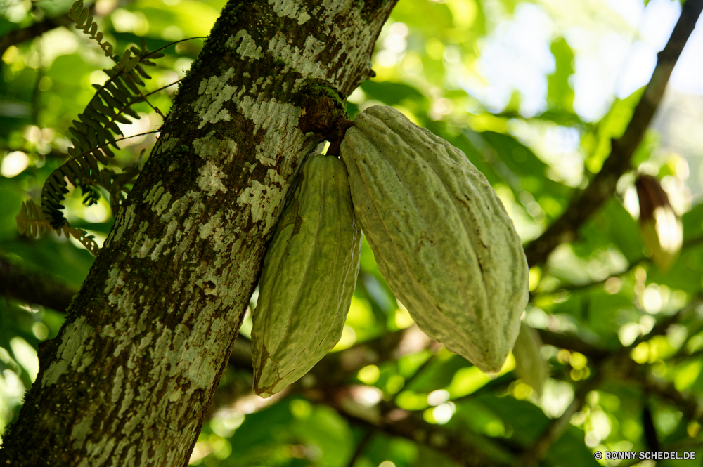 Martinique Kakao Baum woody plant Wald Blatt vascular plant Blätter Pflanze Branch Belaubung Frühling Wachstum Sommer Umgebung Park Hölzer üppige Garten Sonnenlicht Saison im freien natürliche frisch hell Holz Farbe im freien frische Luft Tag Licht Bäume Zweige Sonne Schließen Hickory sonnig Landschaft Neu Bio Kofferraum Hintergründe closeup Himmel Pflanzen Obst Leben Landwirtschaft Botanik Gras Nuss Baum gelb Herbst Regen Tropischer Essen Zweig lebendige Busch Wild Botanischer gesund Flora Entwicklung des ländlichen Wasser Umwelt- Vorbau bunte niemand Rebe Blume Bewuchs Tapete Ökologie fallen Bauernhof Kopie cacao tree woody plant forest leaf vascular plant leaves plant branch foliage spring growth summer environment park woods lush garden sunlight season outdoors natural fresh bright wood color outdoor freshness day light trees branches sun close hickory sunny landscape new organic trunk backgrounds closeup sky plants fruit life agriculture botany grass nut tree yellow autumn rain tropical food twig vibrant bush wild botanical healthy flora rural water environmental stem colorful nobody vine flower vegetation wallpaper ecology fall farm copy