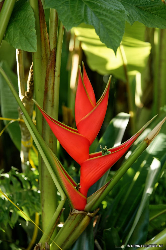 Martinique Pflanze vascular plant Flachs Kraut woody plant glory pea Strauch Blume Frühling Garten Blatt Farbe Tulpe Schließen Baum Flora Bambus Sommer Tulpen Blumen blühen Wachstum frische Luft frisch bunte hell Blütenblatt Blumen coral tree Pfeffer Gras Gemüse Blüte Vorbau Floral lebendige Organismus Wasser Nadelrad closeup natürliche gelb Bund fürs Leben Tropischer Leben Blumenstrauß Blätter Geschenk Muster Chili Saison Essen Orange Drop Umgebung Kunst Dekoration Botanischer Pflanzen Bio Holz Valentin Textur Hintergründe Rad Liebe Feld Licht Knospe Gartenarbeit Gewürz gesund Botanik Belaubung Romantik Tag Farben Zutat saisonale plant vascular plant flax herb woody plant glory pea shrub flower spring garden leaf color tulip close tree flora bamboo summer tulips blossom growth freshness fresh colorful bright petal flowers coral tree pepper grass vegetable bloom stem floral vibrant organism water pinwheel closeup natural yellow bunch tropical life bouquet leaves gift pattern chili season food orange drop environment art decoration botanical plants organic wood valentine texture backgrounds wheel love field light bud gardening spice healthy botany foliage romance day colors ingredient seasonal