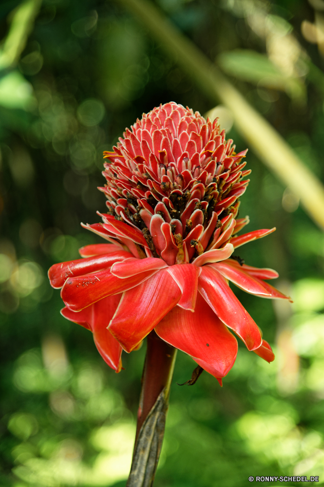 Martinique Strauch woody plant vascular plant Blume Pflanze Blüte Blumen blühen Flora Garten Blütenblatt Blumen Frühling Floral Schließen Botanik Sommer Detail gelb Orange Farbe bunte blühen Blütenblätter Blatt closeup natürliche Pflanzen Gänseblümchen Botanischer Blätter Vorbau frisch Wachstum hell Tropischer Blütenstaub frische Luft Saison einzelne Rosa Knospe exotische saisonale Gartenarbeit Blumenstrauß Objekt lebendige Sonnenblume Wild Liebe Baum Wasser Leben Stiel Kraut Tropfen Feld im freien shrub woody plant vascular plant flower plant bloom blossom flora garden petal flowers spring floral close botany summer detail yellow orange color colorful blooming petals leaf closeup natural plants daisy botanical leaves stem fresh growth bright tropical pollen freshness season single pink bud exotic seasonal gardening bouquet object vibrant sunflower wild love tree water life stalk herb drops field outdoors