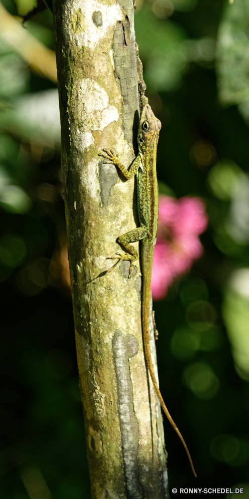 Martinique Smaragdeidechse Eidechse Reptil Wildtiere Wild Auge Tiere Schließen Baum Chamäleon Tropischer Drache Leguan Blatt Branch Kreatur — Tarnung Haustier Skala exotische Tierwelt im freien im freien Wirbeltiere Textfreiraum Farbe closeup Skalen Zoo Wald Insekt Pflanze Haut Gecko Reptilien Reptilien Umgebung u-s Schwanz Garten Crawlen auf der Suche gelb bunte Kopf Wasser Eidechsen Blätter ein Tier Park natürliche Braun Flora Gras Frühling green lizard lizard reptile wildlife wild eye animals close tree chameleon tropical dragon iguana leaf branch creature camouflage pet scale exotic fauna outdoors outdoor vertebrate copy space color closeup scales zoo forest insect plant skin gecko reptiles reptilian environment u s tail garden crawling looking yellow colorful head water lizards leaves one animal park natural brown flora grass spring