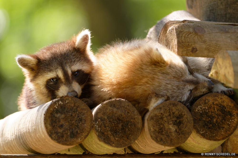 Martinique Pelz niedlich Säugetier Baby Kätzchen Tier Fuchs Katze Haustier Wildtiere pelzigen Wild Affe Hundeartige Schnurrhaare Primas Tiere inländische liebenswert wenig Augen Hund neugierig Zoo Katzenartige Babyschuhe Schwanz Walnuss Auge Porträt Suchen behaarte Gesicht Junge Nase Kreatur — edible nut süß Rotfuchs Ohr Raubtier Junge Säugetier Nagetier Klaue Haare lustig Affe Pfoten Braun Säugetiere schöne flauschige sitzen Totenkopfaffe Gras im freien Nut Eichhörnchen Welpe Jagd Haustiere Aufzuchtbecken gelb Küchlein Schnauze Samen auf der Suche Ohren Maus Kopf Grimasse Plazenta Bestie Pfote Fleischfresser Warnung reinrassige Zähne Essen spielerische Fledermaus natürliche bunte young bird gestromt Begleiter ziemlich fur cute mammal baby kitten animal fox cat pet wildlife furry wild monkey canine whiskers primate animals domestic adorable little eyes dog curious zoo feline kitty tail walnut eye portrait look hairy face young nose creature edible nut sweet red fox ear predator young mammal rodent claw hair funny ape paws brown mammals lovely fluffy sitting squirrel monkey grass outdoor nut squirrel puppy hunt pets critter yellow nestling snout seed looking ears mouse head grimace placental beast paw carnivore alert purebred teeth eating playful bat natural colorful young bird tabby companion pretty