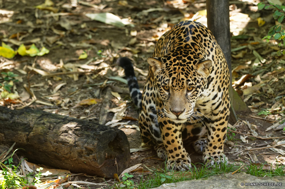 Martinique Jaguar Großkatze Katzenartige Wildtiere Katze Leopard Wild Raubtier Safari Säugetier Fleischfresser Pelz Jäger Jagd gefährliche Tiere Gefahr getupft Katzen Panther Tiger Dschungel Auge Säugetiere Kopf Schnurrhaare stielaugen Zoo Leoparden Jagd Nase gefährdet gestreift Gras Blick Flecken majestätisch Streifen Süden Porträt leistungsstarke Wildkatze heftige Ohr barthaare Zoologie Orange Suchen Streifen Haare in Gefangenschaft behaarte Attack müde reservieren gigantische Zorn liegend Marodeur Bedrohung Ruhe Zwillinge zwei schöne Baum Gepard Bestie Arten natürliche Spiel Park Schließen fünf Pflanze Gesicht Sands Mund schnell auf der Suche Augen Abenteuer nationalen gelb starrte Umgebung exotische jaguar big cat feline wildlife cat leopard wild predator safari mammal carnivore fur hunter hunt dangerous animals danger spotted cats panther tiger jungle eye mammals head whiskers stare zoo leopards hunting nose endangered striped grass gaze spots majestic stripes south portrait powerful wildcat fierce ear whisker zoology orange look stripe hair captive hairy attack tired reserve gigantic anger lying marauder threat calm twins two lovely tree cheetah beast species natural game park close five plant face sands mouth fast looking eyes adventure national yellow staring environment exotic