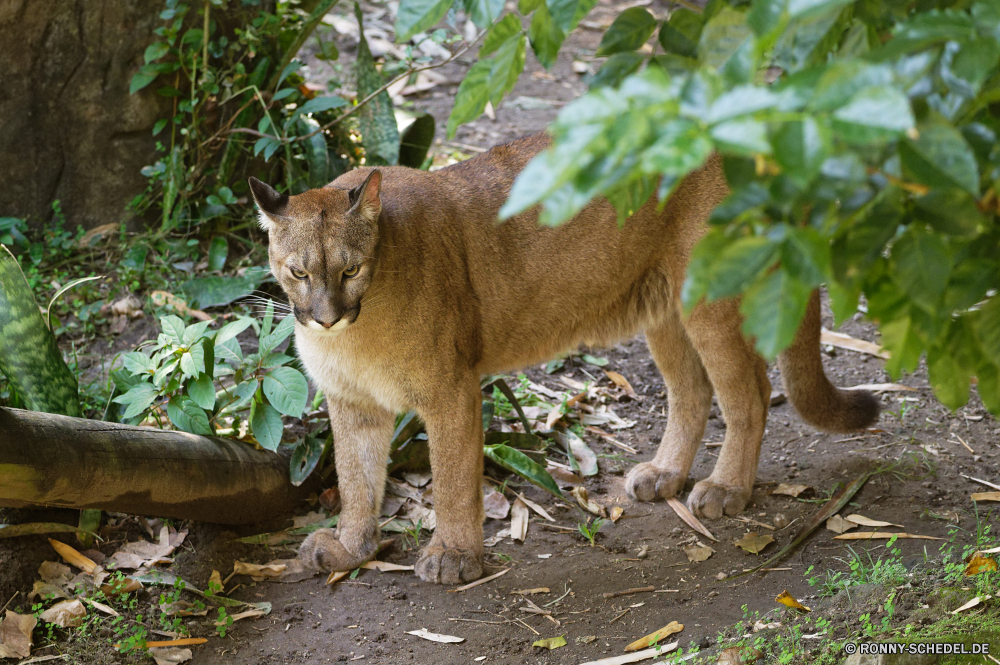 Martinique Luchs Wildkatze Katze Katzenartige PUMA Wildtiere Pelz Raubtier Wild Fleischfresser Löwe Safari Augen Schnurrhaare Jäger Zoo Haare Porträt gefährliche niedlich Löwin Säugetier Gesicht Kätzchen Tiere gefährdet Gras Park Schließen auf der Suche Haustier Babyschuhe ruhelosigkeit Wildnis Süden Bestie Gefahr Ohren Kopf Mund Jagd Schwanz im freien natürliche barthaare inländische reservieren stielaugen Spiel pelzigen sitzen Katzen Auge Suchen Nase Erhaltung Braun Rest Baum Jungtier Mähne im freien Haustiere Männchen Löwen Savanne König Ohr Umgebung Pfoten Lebensraum Jagd Säugetiere Tierwelt gelb Leben lynx wildcat cat feline cougar wildlife fur predator wild carnivore lion safari eyes whiskers hunter zoo hair portrait dangerous cute lioness mammal face kitten animals endangered grass park close looking pet kitty resting wilderness south beast danger ears head mouth hunt tail outdoor natural whisker domestic reserve stare game furry sitting cats eye look nose conservation brown rest tree cub mane outdoors pets male lions savanna king ear environment paws habitat hunting mammals fauna yellow life