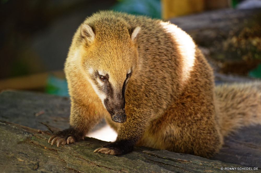 Martinique Mungo Säugetier Wildtiere Pelz Wild niedlich Zoo pelzigen Tiere Braun Augen Gesicht behaarte Affe Kreatur — Schnauze liebenswert Tierwelt Primas Schließen auf der Suche Katze Süden Porträt Beuteltier Nagetier Warnung Känguruh stehende sitzen Haare Affe Säugetiere neugierig Auge Schwanz Wildnis Gras Eichhörnchen Park Wache Schnurrhaare Ohr wenig Bär Baby Wallaby Haustier wachsamen Aufmerksamkeit Katzenartige Suche schöne Bestie gefährdet Fleischfresser Kätzchen natürliche Wüste gelb Suchen kuschelig Native seltene Fels stielaugen Baum Erhaltung Essen Mund Raubtier inländische Familie Leben mongoose mammal wildlife fur wild cute zoo furry animals brown eyes face hairy monkey creature snout adorable fauna primate close looking cat south portrait marsupial rodent alert kangaroo standing sitting hair ape mammals curious eye tail wilderness grass squirrel park guard whiskers ear little bear baby wallaby pet watchful attention feline lookout lovely beast endangered carnivore kitten natural desert yellow look cuddly native rare rock stare tree conservation eating mouth predator domestic family life