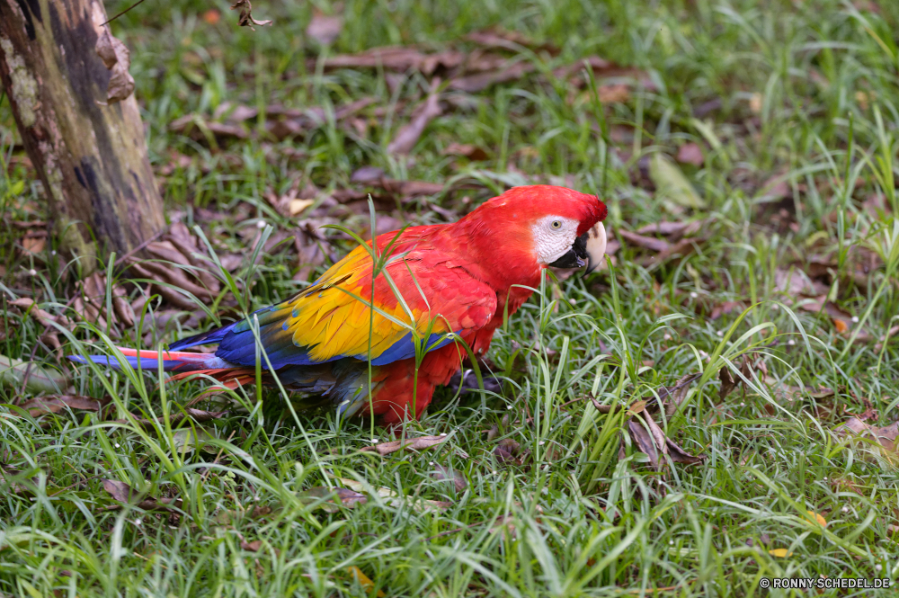 Martinique Ara Papagei Vogel Schnabel Feder Tier Tropischer Wildtiere Wild Federn Flügel Zoo bunte gelb Vögel Haustier exotische Farbe Park hell Tierwelt Schließen Vogelgrippe Auge Tiere Wald Porträt Leben Papageien Flügel Regenbogen Baum Sittich hen Dschungel Huhn Barsch Branch natürliche Rechnung fliegen Aras Geflügel Bauernhof niedlich Gras Kopf inländische Multi Hahn Hahn Geflügel Tropen im freien Haustiere closeup Gefieder Farben lebendige sitzen ziemlich lebendige Kardinal Voliere im Gespräch frei schwarz Männchen macaw parrot bird beak feather animal tropical wildlife wild feathers wing zoo colorful yellow birds pet exotic color park bright fauna close avian eye animals forest portrait life parrots wings rainbow tree parakeet hen jungle chicken perch branch natural bill fly macaws poultry farm cute grass head domestic multi cock rooster fowl tropics outdoors pets closeup plumage colors vibrant sitting pretty vivid cardinal aviary talking free black male