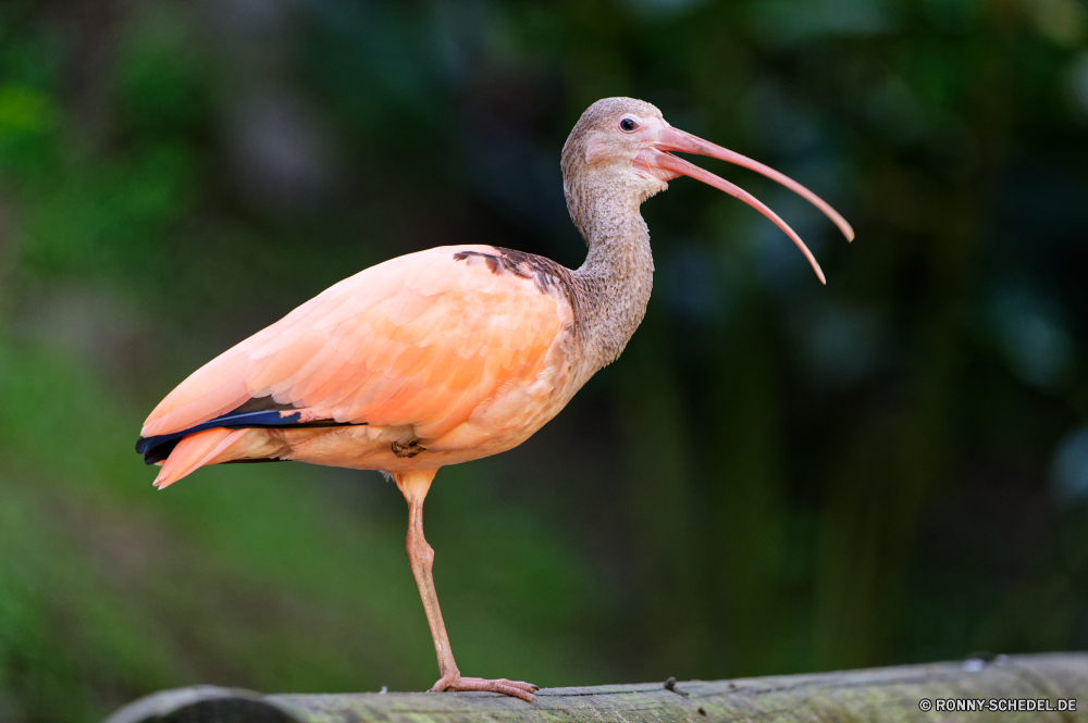 Martinique Ibis Schreitvogel aquatische Vogel Vogel Schnabel Wildtiere Wild Wirbeltiere Feder Federn Pelikan Vögel Wasser Flügel Rechnung Flügel Auge Angeln Reiher Tiere Storch See Tier Vogelgrippe Meer Fluss Zoo Tropischer lange fliegen stehende im freien Hals im freien natürliche schwarz Schließen waten Gefieder Tierwelt Teich Fisch Rosa Barsch Stein Strand Kopf Farbe Ozean der schleichende Reiher Flamingo Reisen Herde Sumpf Porträt Himmel Profil anzeigen: Erhaltung Beine Süden Küste eine Voliere groß Fuß fliegen Park nationalen Braun Leben Küste Seite nass Gras ibis wading bird aquatic bird bird beak wildlife wild vertebrate feather feathers pelican birds water wings bill wing eye fishing heron animals stork lake animal avian sea river zoo tropical long fly standing outdoor neck outdoors natural black close wading plumage fauna pond fish pink perch stone beach head color ocean stalking egret flamingo travel flock swamp portrait sky profile conservation legs south coast one aviary great walking flying park national brown life coastline side wet grass