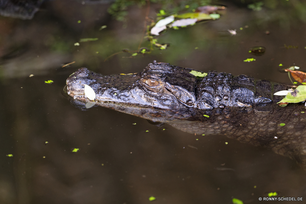 Martinique Alligator Reptil Wasser Fluss Wildtiere Wild Krokodil nass See Zoo Teich Meer natürliche Schließen Schwimmen Auge gefährliche Wildnis Mund Flüssigkeit Fels im freien Wasser Schlange Stein Umgebung Reinigen Raubtier Stream Kopf Gefahr Park aquatische Reflexion Welle Tiere Schlange Landschaft Berg langsam Zahn Zähne Tropfen im freien Drop Braun transparente Gras Frühling Wald Fleischfresser beängstigend Baum welligkeit Säugetier platsch Pflanzen Strömung Licht gelb Oberfläche alligator reptile water river wildlife wild crocodile wet lake zoo pond sea natural close swimming eye dangerous wilderness mouth liquid rock outdoors water snake stone environment clean predator stream head danger park aquatic reflection wave animals snake landscape mountain slow tooth teeth drops outdoor drop brown transparent grass spring forest carnivore scary tree ripple mammal splash plants flow light yellow surface