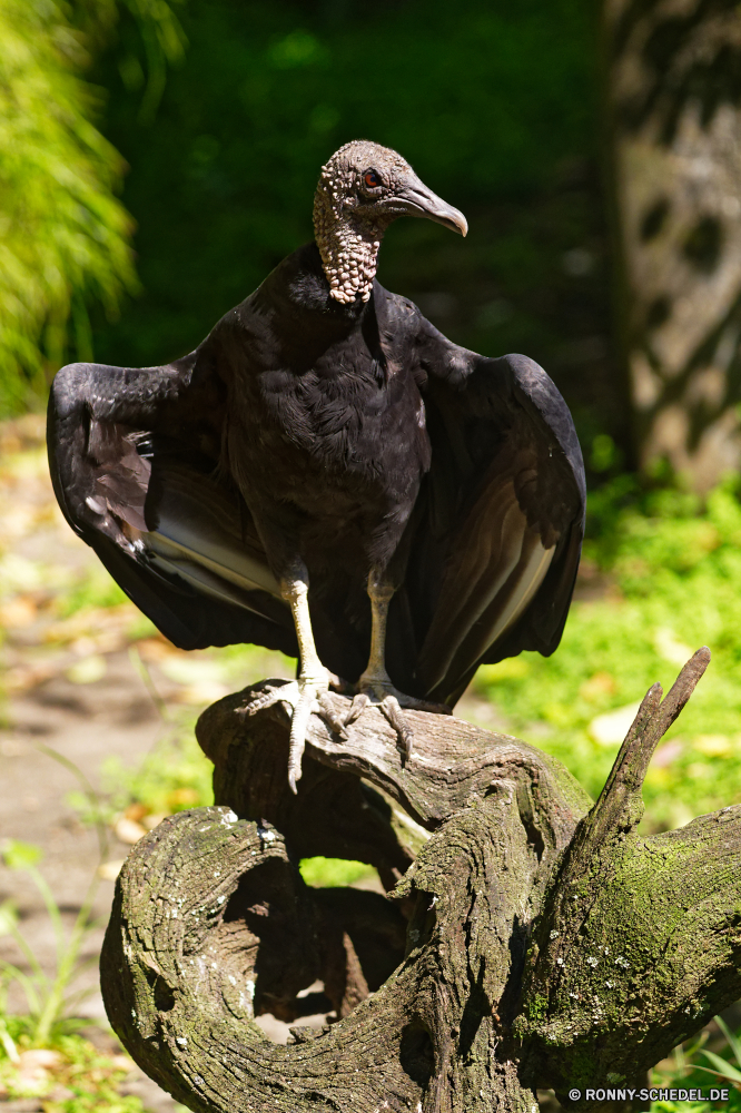 Martinique Geier Vogel Wildtiere Tier Schnabel Wild Feder Federn Flügel Flügel Vögel schwarz Auge Vogelgrippe Raubtier Kopf fliegen im freien fliegen Adler Park Tiere Himmel Erhaltung Beute Baum Freiheit Flug Rechnung Turkei Jäger Habichtartigen Glatze Safari vertikale groß Leben Wasser See nationalen Krähe Storch closeup Gras Tierwelt Profil anzeigen: Schließen Porträt Braun natürliche gelb thront gefährdet reservieren Zoo Schwanz Tropischer Wildnis frei Umgebung Fluss vulture bird wildlife animal beak wild feather feathers wings wing birds black eye avian predator head fly outdoors flying eagle park animals sky conservation prey tree freedom flight bill turkey hunter bird prey bald safari vertical great life water lake national crow stork closeup grass fauna profile close portrait brown natural yellow perched endangered reserve zoo tail tropical wilderness free environment river