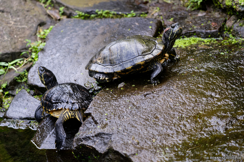 Martinique Sumpfschildkröte Schildkröte Reptil Mud turtle Schale langsam Schildkröte Wildtiere Haustier Amphibie hart Kreatur — Wasser Wild Schutz aquatische Skala niedlich Schließen Kopf Teich closeup Zoo Schwimmen Auge Carapax Marine Braun Schildkröten Herpetologie Haustiere Biologie Augen Tropischer Crawl Crawlen Rüstung Schild Geschwindigkeit Persistenz Miesmuscheln hart Arten Gras gelb Bewegung Fuß alt Tiere eared pflanzenfressenden Geduld Meer Leben Klima Wüste im freien trocken Park exotische Gesicht terrapin turtle reptile mud turtle shell slow tortoise wildlife pet amphibian hard creature water wild protection aquatic scale cute close head pond closeup zoo swim eye carapace marine brown turtles herpetology pets biology eyes tropical crawl crawling armor shield speed persistence mussels tough species grass yellow motion walking old animals eared herbivorous patience sea life climate desert outdoors dry park exotic face