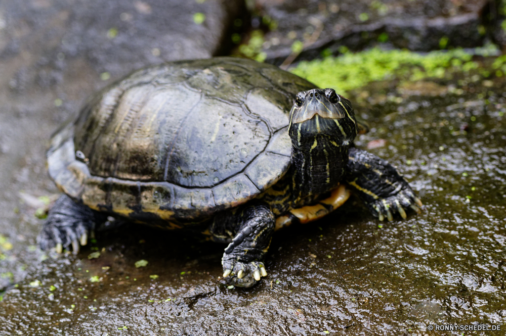 Martinique Mud turtle Schildkröte Reptil Sumpfschildkröte Schale langsam Schildkröte Wildtiere Haustier Amphibie hart Schutz Kreatur — Wild Skala niedlich aquatische Zoo Kopf Wasser Schließen Schwimmen Auge Herpetologie Arten Teich Marine alt Tropischer Crawlen Rüstung Riese gefährdet Biologie closeup trocken Bewegung Schildkröten Carapax Gras Crawl hart Haustiere Augen exotische Persistenz pflanzenfressenden Park Gesicht Fuß Wüste eared Langeweile Ausdauer Schild Tiere Reptilien Geduld Braun Zoologie Wirbeltiere Antike Leben Klima lustig Geschwindigkeit im Feld gelb Suchen Meer Männchen Umgebung Zurück Insel Ruhe auf der Suche mud turtle turtle reptile terrapin shell slow tortoise wildlife pet amphibian hard protection creature wild scale cute aquatic zoo head water close swim eye herpetology species pond marine old tropical crawling armor giant endangered biology closeup dry motion turtles carapace grass crawl tough pets eyes exotic persistence herbivorous park face walking desert eared boredom endurance shield animals reptiles patience brown zoology vertebrate ancient life climate funny speed box yellow look sea male environment back island calm looking