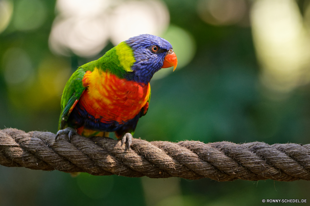 Martinique Vogel Papagei Schnabel Feder Wildtiere Tropischer Wild Flügel gelb Ara Zoo Haustier bunte exotische Federn Vögel Branch Vogelgrippe Baum Wald Auge Haustiere Farbe Tier Schließen Sittich Barsch hell Tierwelt Park Flügel Regenbogen Porträt Papageien Dschungel niedlich Tiere natürliche fliegen sitzen Kopf Leben Orange Multi Rechnung inländische hocken Gefieder Arten im freien Farben im Gespräch ziemlich Voliere thront gefiedert gefährdet Tropen schwarz lebendige Studio Aras Liebe Kreatur — closeup auf der Suche lebendige bird parrot beak feather wildlife tropical wild wing yellow macaw zoo pet colorful exotic feathers birds branch avian tree forest eye pets color animal close parakeet perch bright fauna park wings rainbow portrait parrots jungle cute animals natural fly sitting head life orange multi bill domestic perching plumage species outdoors colors talking pretty aviary perched feathered endangered tropics black vivid studio macaws love creature closeup looking vibrant