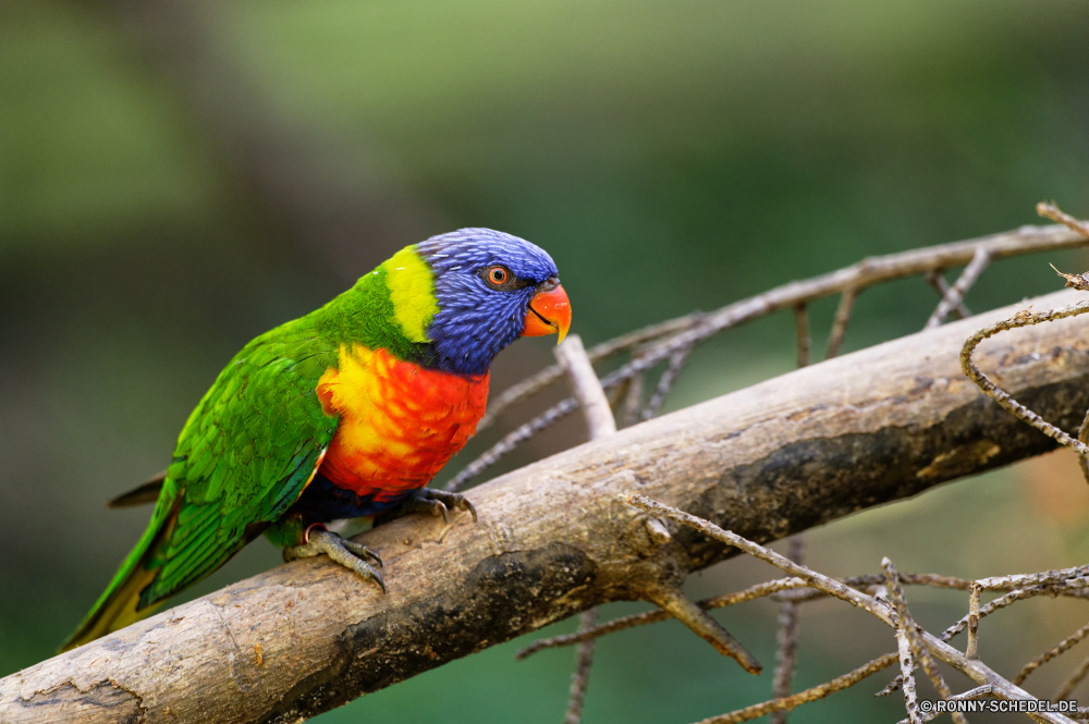 Martinique Vogel Papagei Schnabel Feder Wildtiere Tropischer Wild Flügel bunte Ara Zoo gelb Haustier exotische Vogelgrippe Federn Vögel Farbe Auge Barsch Schließen Haustiere hell Porträt Regenbogen Tier Sittich Branch Park Flügel Wald Tierwelt Dschungel Baum Kopf fliegen Papageien niedlich natürliche Rechnung Leben Tiere sitzen Gefieder Orange Multi hocken inländische auf der Suche thront gefiedert Arten Tropen im freien Farben schwarz Voliere closeup Kreatur — im Gespräch ziemlich lebendige gefährdet Studio fliegen Gold bird parrot beak feather wildlife tropical wild wing colorful macaw zoo yellow pet exotic avian feathers birds color eye perch close pets bright portrait rainbow animal parakeet branch park wings forest fauna jungle tree head fly parrots cute natural bill life animals sitting plumage orange multi perching domestic looking perched feathered species tropics outdoors colors black aviary closeup creature talking pretty vivid endangered studio flying gold