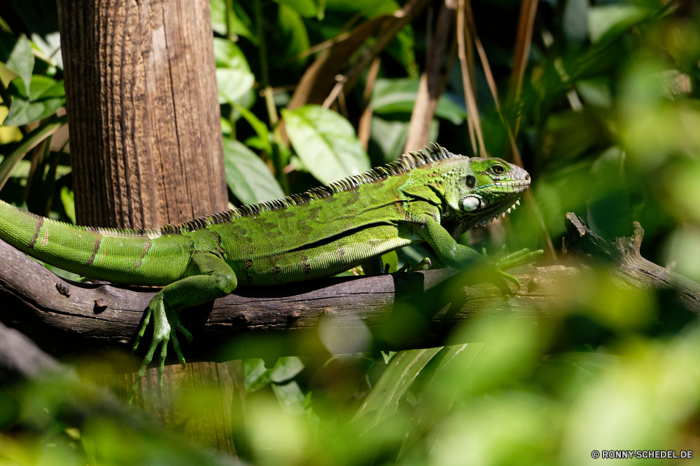 Martinique gemeinsamen Leguan Eidechse Reptil Wildtiere Smaragdeidechse Leguan Drache Auge Skala Haustier Wild Chamäleon Wirbeltiere Tropischer Tarnung Tiere Zoo Schließen auf der Suche Reptilien Branch exotische Erhaltung Kreatur — bunte Farbe gefährdet Baum Haut Crawlen Amphibie Skalen Sauriers Tierwelt Frosch Wüste ur Reptilien Primitive Arten gelb Augen Kopf Gecko Dragoner langsam Wirbelsäule im freien Schwanz Fels Gras closeup Umgebung Raubtier Wasser Haustiere Ökologie Gefahr Eidechsen Pigment Wald Leben Dschungel Blatt starrte im freien Mund Pflanzen Textfreiraum common iguana lizard reptile wildlife green lizard iguana dragon eye scale pet wild chameleon vertebrate tropical camouflage animals zoo close looking reptilian branch exotic conservation creature colorful color endangered tree skin crawling amphibian scales saurian fauna frog desert primal reptiles primitive species yellow eyes head gecko dragoon slow spine outdoors tail rock grass closeup environment predator water pets ecology danger lizards pigment forest life jungle leaf staring outdoor mouth plants copy space