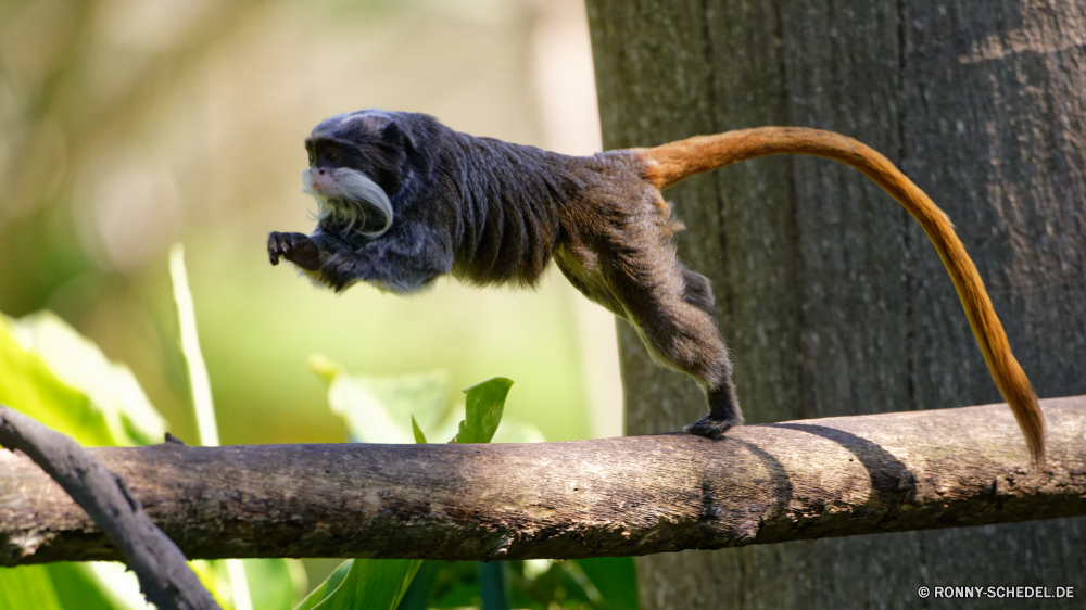 Martinique Affe Primas Brüllaffen Wildtiere Talos IV – Tabu Vogel Baum Wild Branch Flügel Schnabel Säugetier Feder Wald Tiere Safari Affe Park Federn Zoo Tropischer natürliche sitzen im freien Holz Auge schwarz niedlich Erhaltung Reisen gelb fliegen Braun Leben thront Gefieder im freien Vögel Tierwelt Schwanz Schließen Garten Primaten Affen Lebensraum Arten Kopf Sperling exotische Vogelgrippe Klettern Land Raubtier pelzigen Frühling Flügel Blatt Ornithologie Säugetiere Farbe Dschungel Kreatur — Bereich Umgebung Gesicht monkey primate howler monkey wildlife menagerie bird tree wild branch wing beak mammal feather forest animals safari ape park feathers zoo tropical natural sitting outdoors wood eye black cute conservation travel yellow fly brown life perched plumage outdoor birds fauna tail close garden primates monkeys habitat species head sparrow exotic avian climbing country predator furry spring wings leaf ornithology mammals color jungle creature area environment face