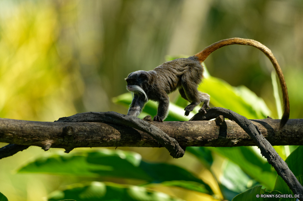 Martinique Klammeraffe Affe Primas Wildtiere Wild Säugetier Affe Baum Brüllaffen Tiere Branch Zoo Safari Affen Vogel natürliche Pelz Park Säugetiere niedlich Primaten Kreatur — Erhaltung Wald Dschungel pelzigen Gesicht Schwanz im freien Eichhörnchen Arten behaarte Makaken Lebensraum Reisen sitzen seltene Tierwelt Essen Bestie gefährdet im freien Braun Leben Süden Land Schnabel Flügel Augen Bereich Tropischer Porträt Essen Bäume Schließen wenig Umgebung liebenswert spider monkey monkey primate wildlife wild mammal ape tree howler monkey animals branch zoo safari monkeys bird natural fur park mammals cute primates creature conservation forest jungle furry face tail outdoor squirrel species hairy macaque habitat travel sitting rare fauna eating beast endangered outdoors brown life south country beak wing eyes area tropical portrait eat trees close little environment adorable