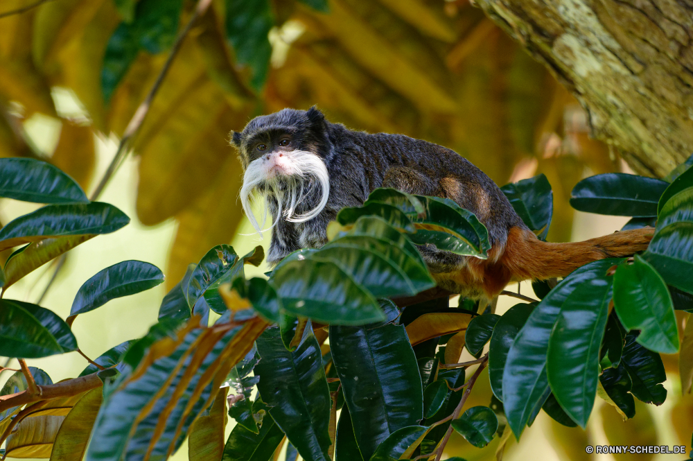 Martinique woody plant Strauch Baum vascular plant Pflanze Chamäleon Wildtiere natürliche Wild Blätter Blatt Eidechse Garten Tropischer im freien Wald Schließen frisch Vogel Umgebung Holz Branch exotische Park Flora im freien Dschungel Primas Obst Landschaft Tier Affe gelb Arten Entwicklung des ländlichen Reptil Zoo Landwirtschaft Himmel Erhaltung Reisen Essen Bäume Person Tierwelt schwarz Farbe Tiere Ökologie Frieden Auge Bauernhof Wachstum niedlich Blume Bereich Essen Regen Palm Pflanzen Wasser bunte Leben Herbst Land Saison woody plant shrub tree vascular plant plant chameleon wildlife natural wild leaves leaf lizard garden tropical outdoors forest close fresh bird environment wood branch exotic park flora outdoor jungle primate fruit landscape animal monkey yellow species rural reptile zoo agriculture sky conservation travel food trees person fauna black color animals ecology peace eye farm growth cute flower area eat rain palm plants water colorful life autumn country season