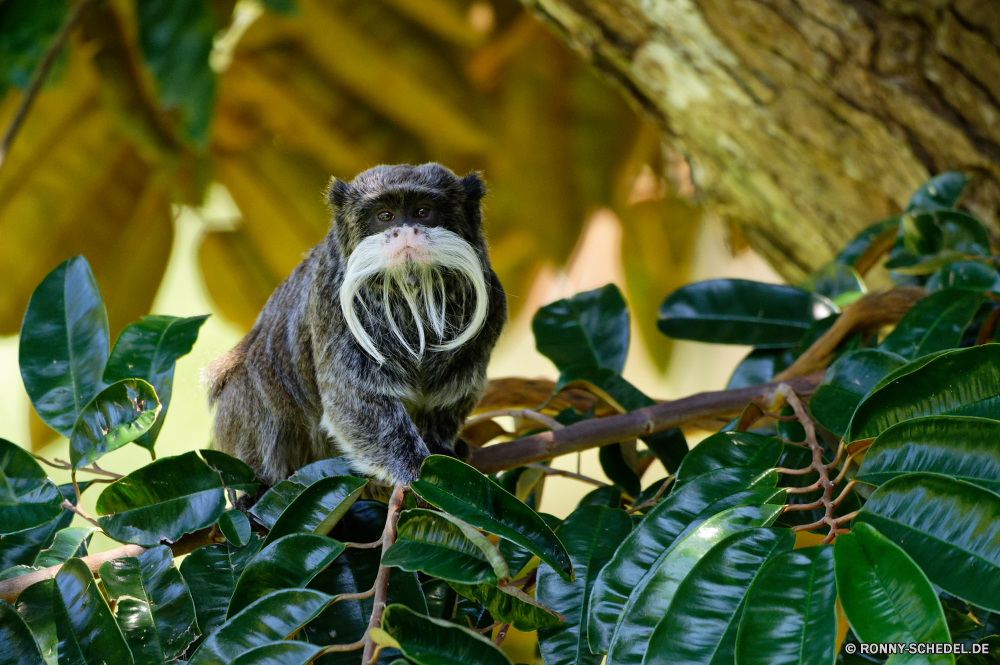 Martinique Baum woody plant vascular plant Pflanze Wildtiere Vogel Tropischer Wild Garten Wald Blatt Tier im freien Branch Sumpfschildkröte Umgebung Blätter natürliche Säugetier niedlich Dschungel Schnabel Schließen Schildkröte sitzen Farbe frisch exotische im freien Obst Zoo Sommer Tag Blume Affe Reisen Schwanz Küchlein Erhaltung Pelz gelb Tiere Park Frieden Landschaft Bäume Frühling Kaffee Primas Holz eine Entwicklung des ländlichen Suchen hell Arten Augen Feder Essen Entspannung Palm fliegen Seidenäffchen Wirbeltiere Ökologie friedliche Schutz grau Flora Auge Porträt Männchen Leben Himmel tree woody plant vascular plant plant wildlife bird tropical wild garden forest leaf animal outdoors branch terrapin environment leaves natural mammal cute jungle beak close turtle sitting color fresh exotic outdoor fruit zoo summer day flower monkey travel tail nestling conservation fur yellow animals park peace landscape trees spring coffee primate wood one rural look bright species eyes feather eat relaxation palm fly marmoset vertebrate ecology peaceful protection gray flora eye portrait male life sky