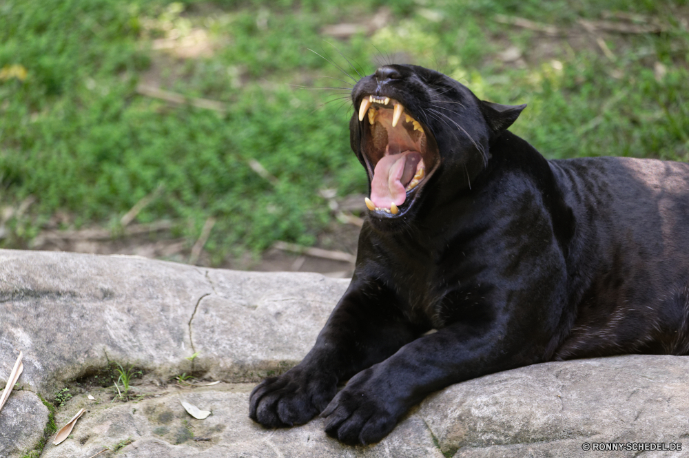 Martinique Jaguar Großkatze Katzenartige Säugetier Wildtiere Wild Schimpanse Affe Siegel Wasser Pelz Bär schwarz Marine niedlich Tiere Primas Raubtier Zoo Ozean Meer Leben Gesicht Seelöwe Hund Löwe Braun Augen Säugetiere Kopf Porträt Arktis Haustier natürliche Haare Park im freien Sand Reisen Ökologie Strand Polar Auge Lager Winter Insel Affe im freien Nase Katze Dichtungen gefährdet Schnurrhaare Wald pelzigen Safari Schimpanse Hundeartige Pfanne ruhelosigkeit Schließen Sonne jaguar big cat feline mammal wildlife wild chimpanzee ape seal water fur bear black marine cute animals primate predator zoo ocean sea life face sea lion dog lion brown eyes mammals head portrait arctic pet natural hair park outdoor sand travel ecology beach polar eye stock winter island monkey outdoors nose cat seals endangered whiskers forest furry safari chimp canine pan resting close sun