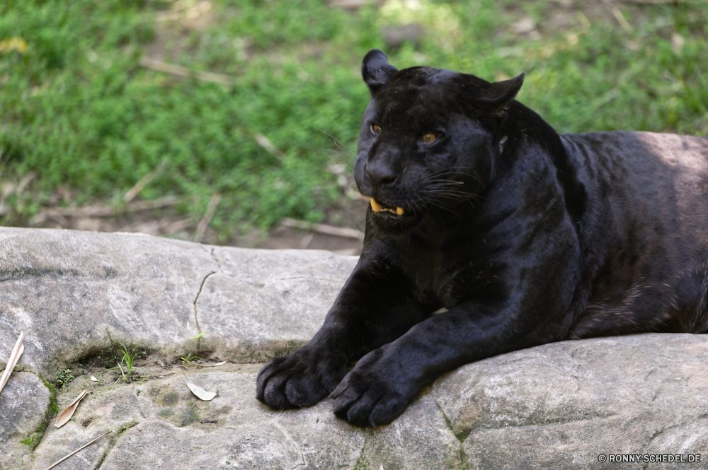 Martinique Jaguar Großkatze Katzenartige Wildtiere Säugetier Hund Wild niedlich Haustier Pelz schwarz Katze Tiere Zoo Kopf Braun Hundeartige Löwe Terrier Wasser Porträt Raubtier Schließen inländische Augen Säugetiere Schnurrhaare gefährliche natürliche auf der Suche Leben pelzigen Nase Gesicht Siegel Meer Fleischfresser reinrassige Rasse Safari Haustiere Welpe gefährdet neugierig Stier Tierwelt Suchen Bär Freund ruhelosigkeit Marine Bulldog Studio Gefahr Kätzchen Tapir Jagdhund Männchen Ozean lustig Sonne Haare Löwin interessierte aufmerksam Jäger Ohren im freien Erhaltung spielerische Mund starke Park Auge jaguar big cat feline wildlife mammal dog wild cute pet fur black cat animals zoo head brown canine lion terrier water portrait predator close domestic eyes mammals whiskers dangerous natural looking life furry nose face seal sea carnivore purebred breed safari pets puppy endangered curious bull fauna look bear friend resting marine bulldog studio danger kitten tapir hunting dog male ocean funny sun hair lioness interested attentive hunter ears outdoor conservation playful mouth strong park eye