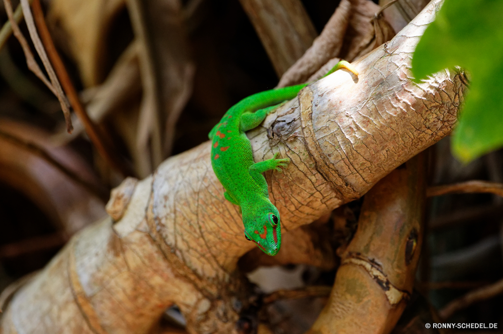 Sir Seewoosagur Ramgoolam Botanical Garden Eidechse Chamäleon Smaragdeidechse Reptil Wildtiere gemeinsamen Leguan Auge Wild Leguan Drache Haustier Skala Tropischer Wirbeltiere Essen Person Tarnung Branch Baum gefährdet langsam Schließen Schlange Farbe Zoo Erhaltung Triceratops frisch Braun Blatt natürliche Pflanze closeup exotische Reptilien Mahlzeit bunte Tiere Essen Umgebung Amphibie Pigment gesund Wald Schwanz Leben Feinschmecker Dinosaurier Kopf Essen Fisch im freien Gemüse auf der Suche Insektenfresser träge Sauriers Kochen Skalen Schale Kreatur — Abendessen frische Luft gelb Green snake Fleisch Gras Sommer lizard chameleon green lizard reptile wildlife common iguana eye wild iguana dragon pet scale tropical vertebrate food person camouflage branch tree endangered slow close snake color zoo conservation triceratops fresh brown leaf natural plant closeup exotic reptilian meal colorful animals eating environment amphibian pigment healthy forest tail life gourmet dinosaur head eat fish outdoors vegetable looking insectivore sluggish saurian cooking scales shell creature dinner freshness yellow green snake meat grass summer