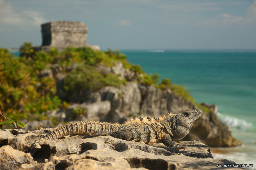 Tulum gemeinsamen Leguan Eidechse Meer Strand Wasser Ozean Küste Tropischer Sand Insel Himmel Landschaft Reisen Fels Sommer Welle Ufer Tourismus Urlaub Bucht Sonne landschaftlich Paradies Horizont Reptil seelandschaft Urlaub Küste Stein ruhige Wildtiere Felsen Baum Türkis Wolken Wolke Szenerie Entspannen Sie sich Resort Sonnenuntergang Wellen sonnig Leguan exotische Lagune Sonnenlicht Wild Reflexion Ziel Szene friedliche Gezeiten Surf klar idyllische Drache Berg im freien Steine Sonnenaufgang Haut See Entspannung Wetter Erholung Küstenlinie Urlaub felsigen Skala Palm im freien Farbe Ruhe Skalen Tag Zoo Klippe gefährliche Traum natürliche Frieden Krokodil transparente Auge common iguana lizard sea beach water ocean coast tropical sand island sky landscape travel rock summer wave shore tourism vacation bay sun scenic paradise horizon reptile seascape holiday coastline stone tranquil wildlife rocks tree turquoise clouds cloud scenery relax resort sunset waves sunny iguana exotic lagoon sunlight wild reflection destination scene peaceful tide surf clear idyllic dragon mountain outdoors stones sunrise skin lake relaxation weather recreation shoreline vacations rocky scale palm outdoor color calm scales day zoo cliff dangerous dream natural peace crocodile transparent eye