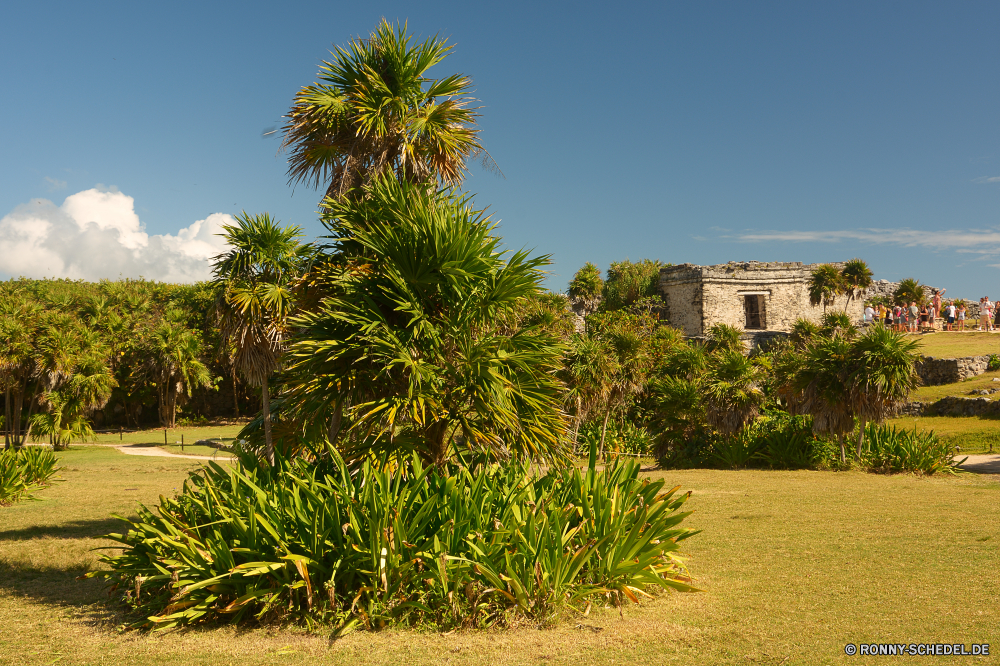 Tulum Baum woody plant vascular plant Palm Pflanze Tropischer Strand Himmel Sommer Landschaft Insel Meer Reisen Sand Paradies Urlaub cabbage tree Ozean Bäume Küste Entspannen Sie sich Urlaub Resort Tourismus landschaftlich exotische Wasser Entspannung im freien Sonne Wendekreis idyllische Ziel Kokosnuss Bucht Ufer Küste seelandschaft Wolke Szene sonnig Türkis ruhige Blatt Szenerie Horizont natürliche Ruhe Wolken heiß Klima niemand im freien Tropen Reiseziele Urlaub friedliche Flora Yucca Sonnenlicht Blätter klar Wald Pflanzen Palme Garten Wüste Freizeit Palmen Tag Urlaub Botanik Handflächen Escape sandigen Gras üppige Reise Feld Wärme Erholung immergrün Oase Kiefer Lagune Welle Busch Haus Süden Park Tourist Schatten romantische Frühling tree woody plant vascular plant palm plant tropical beach sky summer landscape island sea travel sand paradise vacation cabbage tree ocean trees coast relax holiday resort tourism scenic exotic water relaxation outdoor sun tropic idyllic destination coconut bay shore coastline seascape cloud scene sunny turquoise tranquil leaf scenery horizon natural calm clouds hot climate nobody outdoors tropics destinations vacations peaceful flora yucca sunlight leaves clear forest plants palm tree garden desert leisure palm trees day holidays botany palms escape sandy grass lush journey field heat recreation evergreen oasis pine lagoon wave bush house south park tourist shadow romantic spring