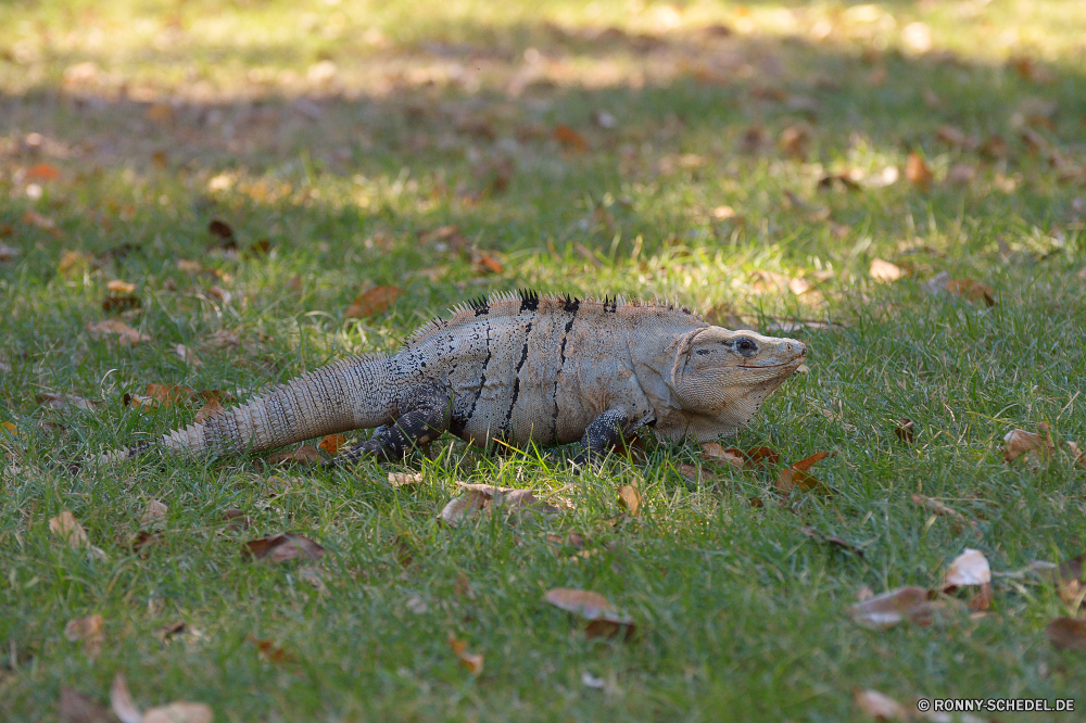 Uxmal gemeinsamen Leguan Eidechse Reptil Alligator Wildtiere Fisch Wild Wasser Auge Tropischer Haustier Skala Fluss Leguan Drache gefährliche Kopf Alligator Eidechse Haut Schließen Zoo closeup Mund Essen Raubtier Meer Tiere Süßwasser Skalen Krokodil Kreatur — Teich Angeln Schwanz Amphibie exotische Fels See FIN Braun Gras Ozean eine im freien Detail Tarnung fangen langsam aquatische Zähne Gefahr auf der Suche Arten Farbe Tierwelt Marine Abendessen gesund bunte common iguana lizard reptile alligator wildlife fish wild water eye tropical pet scale river iguana dragon dangerous head alligator lizard skin close zoo closeup mouth food predator sea animals freshwater scales crocodile creature pond fishing tail amphibian exotic rock lake fin brown grass ocean one outdoors detail camouflage catch slow aquatic teeth danger looking species color fauna marine dinner healthy colorful