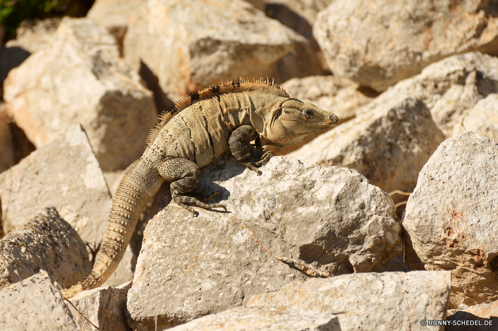 Uxmal gemeinsamen Leguan Eidechse Reptil Wildtiere Leguan Drache Wild Haustier Auge Skala Tropischer Zoo Wirbeltiere Kreatur — exotische Tiere Fels Branch Erhaltung Schließen Chamäleon Reptilien gefährdet auf der Suche Tarnung Crawlen Skalen Arten langsam Haut Schildkröte Baum Sauriers Schildkröte Farbe bunte Wüste Amphibie closeup Schale im freien Textfreiraum Dinosaurier Raubtier Tierwelt Schwanz Augen gelb Kopf Eidechsen ur Primitive Wirbelsäule Wald Wasser gefährliche im freien Insel Park Gefahr Reptilien Gecko Dragoner Gras u-s ein Tier Zoologie Monster Riese Dschungel Felsen Umgebung Schutz schwarz common iguana lizard reptile wildlife iguana dragon wild pet eye scale tropical zoo vertebrate creature exotic animals rock branch conservation close chameleon reptilian endangered looking camouflage crawling scales species slow skin turtle tree saurian tortoise color colorful desert amphibian closeup shell outdoors copy space dinosaur predator fauna tail eyes yellow head lizards primal primitive spine forest water dangerous outdoor island park danger reptiles gecko dragoon grass u s one animal zoology monster giant jungle rocks environment protection black