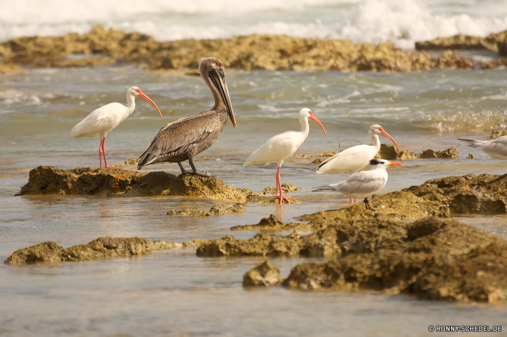 Sian Ka'an Vogel Pelikan Schreitvogel aquatische Vogel Strandläufer Wildtiere Schnabel Shorebird Storch Wasser Wild Seevögel Vögel Feder Flügel Ibis See Weißstorch Flügel Federn Tiere Meer Angeln Rechnung schwarz fliegen Fluss Ozean Tierwelt Herde Flug Möwe Reiher Leben Strand Pelikane Vogelgrippe Teich stehende Freiheit Zoo natürliche Gruppe im freien Stein Gefieder Auge Fuß frei Bewegung Tropischer Himmel Rosa der schleichende Park Barsch Möwe Hals Ufer im freien Küste Störche Wasservögel Reiher Marine fliegen Reisen Kopf Sommer lange ruhige nass Schließen Voliere Beute Geflügel reservieren Schwimmen malte Beine eine Farbe auf der Suche Porträt bird pelican wading bird aquatic bird sandpiper wildlife beak shorebird stork water wild seabird birds feather wings ibis lake white stork wing feathers animals sea fishing bill black fly river ocean fauna flock flight gull heron life beach pelicans avian pond standing freedom zoo natural group outdoors stone plumage eye walking free motion tropical sky pink stalking park perch seagull neck shore outdoor coast storks waterfowl egret marine flying travel head summer long tranquil wet close aviary prey fowl reserve swimming painted legs one color looking portrait