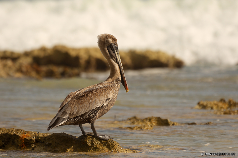 Sian Ka'an Pelikan Seevögel Vogel aquatische Vogel Schnabel Wildtiere Wasser Wild Feder Federn Rechnung Meer Flügel Angeln Flügel Ozean Auge Vögel See Braun Pelikane Tropischer Vogelgrippe Strand schwarz Kopf Schließen Zoo fliegen Tiere Fisch Schwimmen Marine im freien Rosa Farbe nass Fluss Porträt stehende fliegen natürliche Storch closeup Tierwelt Teich Schwimmen Leben im freien Himmel Barsch Gefieder Anlegestelle Hals Sommer eine Insel gelb exotische Küste Reisen pelican seabird bird aquatic bird beak wildlife water wild feather feathers bill sea wings fishing wing ocean eye birds lake brown pelicans tropical avian beach black head close zoo fly animals fish swimming marine outdoors pink color wet river portrait standing flying natural stork closeup fauna pond swim life outdoor sky perch plumage pier neck summer one island yellow exotic coast travel