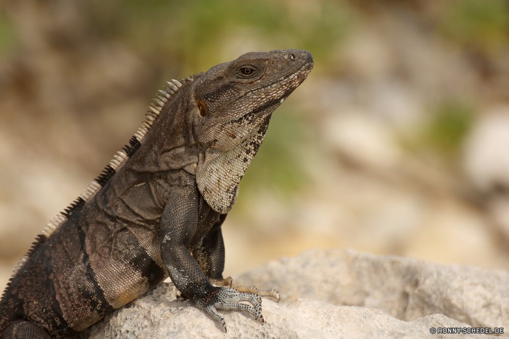 Sian Ka'an gemeinsamen Leguan Eidechse Reptil Wildtiere Leguan Auge Drache Wild Haustier Skala Zoo Tropischer Wirbeltiere Schließen Tiere auf der Suche gefährdet Branch exotische Kreatur — Baum Haut Erhaltung Crawlen Skalen langsam Kopf Chamäleon Reptilien Schildkröte Tarnung Arten Schildkröte Fels Wüste Sauriers Amphibie Schale closeup Augen Farbe Schwanz gefährliche bunte Wirbelsäule im freien Haustiere im freien Schutz Umgebung Textfreiraum eine Dinosaurier Reptilien Herpetologie Zoologie Riese Raubtier Wald Tierwelt gelb Eidechsen Gras u-s ein Tier Leben starrte Mund Park Wasser Ökologie Insel Gefahr common iguana lizard reptile wildlife iguana eye dragon wild pet scale zoo tropical vertebrate close animals looking endangered branch exotic creature tree skin conservation crawling scales slow head chameleon reptilian tortoise camouflage species turtle rock desert saurian amphibian shell closeup eyes color tail dangerous colorful spine outdoors pets outdoor protection environment copy space one dinosaur reptiles herpetology zoology giant predator forest fauna yellow lizards grass u s one animal life staring mouth park water ecology island danger