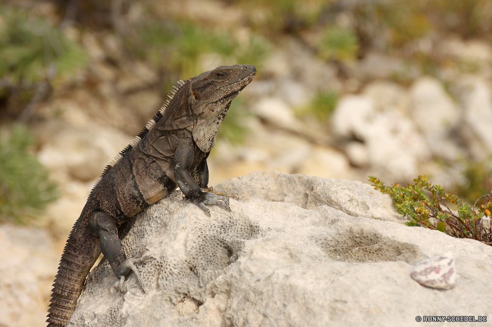 Sian Ka'an gemeinsamen Leguan Eidechse Reptil Wildtiere Leguan Wild Drache Auge Haustier Skala Wirbeltiere Tropischer Zoo Tiere Kreatur — auf der Suche Tarnung Chamäleon Crawlen Haut Schließen Erhaltung Fels gefährdet Branch Baum exotische Arten langsam im freien Reptilien Skalen Schwanz Textfreiraum bunte Farbe closeup Kopf im freien Eidechsen Sauriers Reptilien Dinosaurier Schildkröte u-s Amphibie ein Tier Wirbelsäule Tierwelt Wüste Park Schildkröte Gras gelb Augen gefährliche Felsen Gecko Wald starrte Raubtier Schale Braun Ökologie Insel common iguana lizard reptile wildlife iguana wild dragon eye pet scale vertebrate tropical zoo animals creature looking camouflage chameleon crawling skin close conservation rock endangered branch tree exotic species slow outdoors reptilian scales tail copy space colorful color closeup head outdoor lizards saurian reptiles dinosaur tortoise u s amphibian one animal spine fauna desert park turtle grass yellow eyes dangerous rocks gecko forest staring predator shell brown ecology island