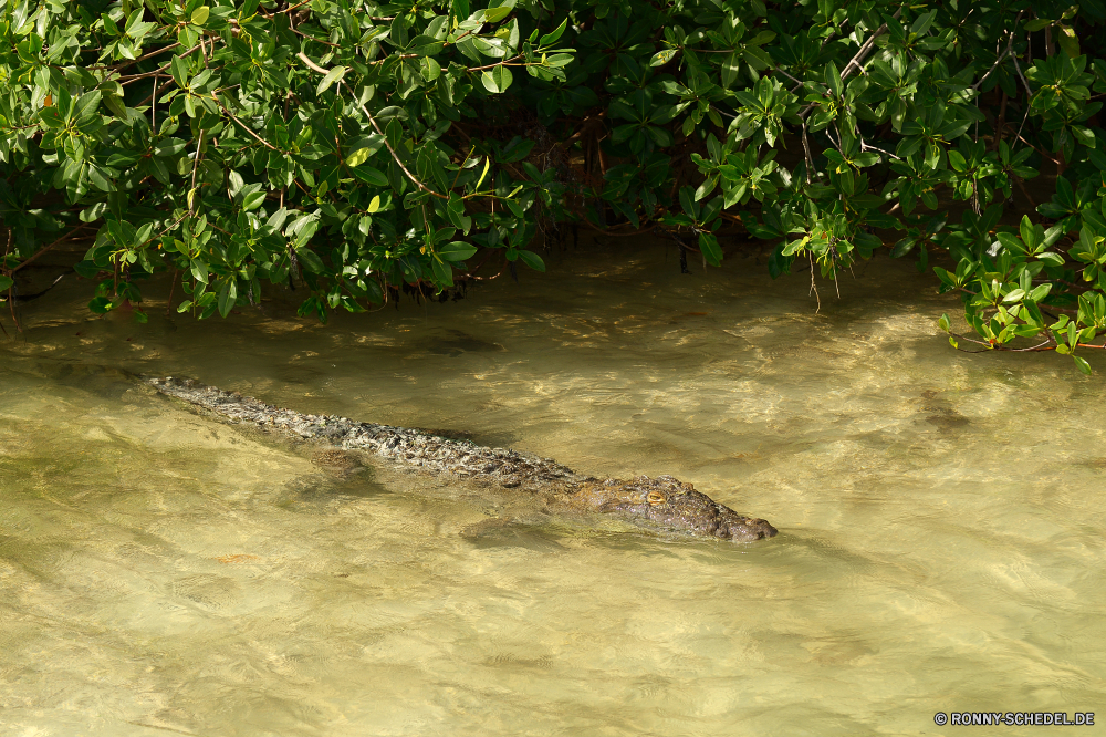 Sian Ka'an Alligator Krokodil Reptil Wasser Fluss Landschaft Wild Wildtiere See Teich gefährliche Park Fels natürliche Stream Wald Gras im freien Meer Baum Reflexion Tropischer Stein Raubtier Umgebung Mund Sommer Reisen friedliche Himmel Urlaub Felsen nass Auge Bäume Zoo Pflanze Gefahr Jäger Safari Sand Welle Steine Erhaltung Wildnis Wolken Strand im freien Insel Ozean landschaftlich aquatische klar Szene Frühling Paradies Haut Kopf Ufer Berge Belaubung Ruhe Braun Küste Berg Entwicklung des ländlichen Kiefer Blätter Blatt üppige Bewuchs Hölzer Zähne fließende Pflanzen Frieden ruhige Szenerie alligator crocodile reptile water river landscape wild wildlife lake pond dangerous park rock natural stream forest grass outdoors sea tree reflection tropical stone predator environment mouth summer travel peaceful sky vacation rocks wet eye trees zoo plant danger hunter safari sand wave stones conservation wilderness clouds beach outdoor island ocean scenic aquatic clear scene spring paradise skin head shore mountains foliage calm brown coast mountain rural jaws leaves leaf lush vegetation woods teeth flowing plants peace tranquil scenery