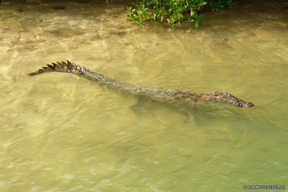 Sian Ka'an Alligator Wasser Schlange Schlange Reptil Wasser Fluss See Meer Wildtiere Landschaft Ozean Reflexion Sommer Wild Krokodil Teich Himmel Baum Reisen Strand im freien Park Wald Welle Tropischer Urlaub Fels Pflanze Gras Diamondback Zoo Szene ruhige Küste Umgebung Sand Stream Insel natürliche gefährliche Erhaltung Klapperschlange Paradies Wolken Stein im freien Ruhe Frieden nass Sonne Skala Schwimmen Mund Entspannung Vogel Wellen Tiere friedliche Horizont Licht landschaftlich Frühling Saison Blatt sonnig Bewuchs Kopf Rest Gefahr Bäume Grube viper alligator water snake snake reptile water river lake sea wildlife landscape ocean reflection summer wild crocodile pond sky tree travel beach outdoors park forest wave tropical vacation rock plant grass diamondback zoo scene tranquil coast environment sand stream island natural dangerous conservation rattlesnake paradise clouds stone outdoor calm peace wet sun scale swimming mouth relaxation bird waves animals peaceful horizon light scenic spring season leaf sunny vegetation head rest danger trees pit viper